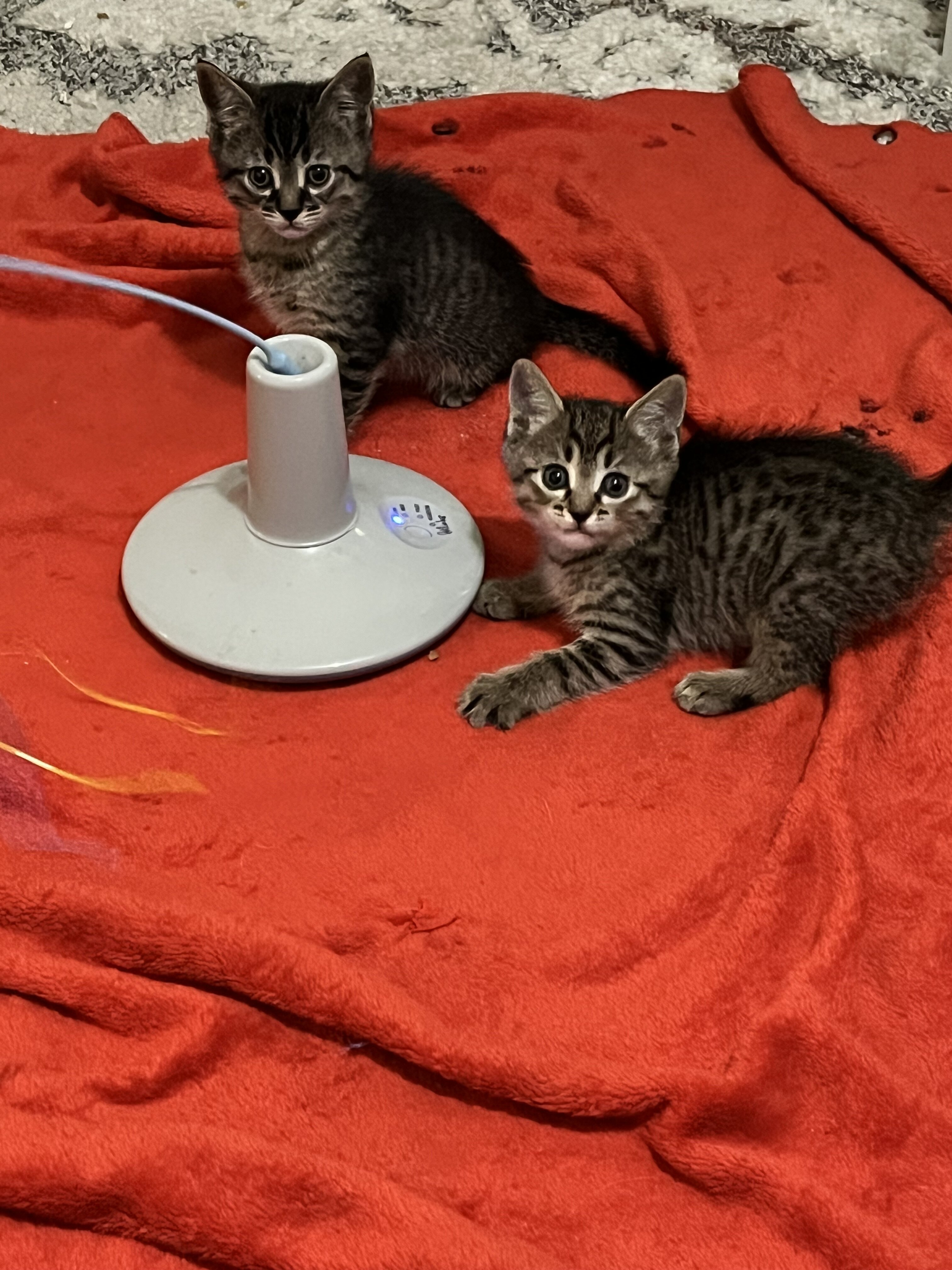 Bengal/Russian Blue kittens image 5