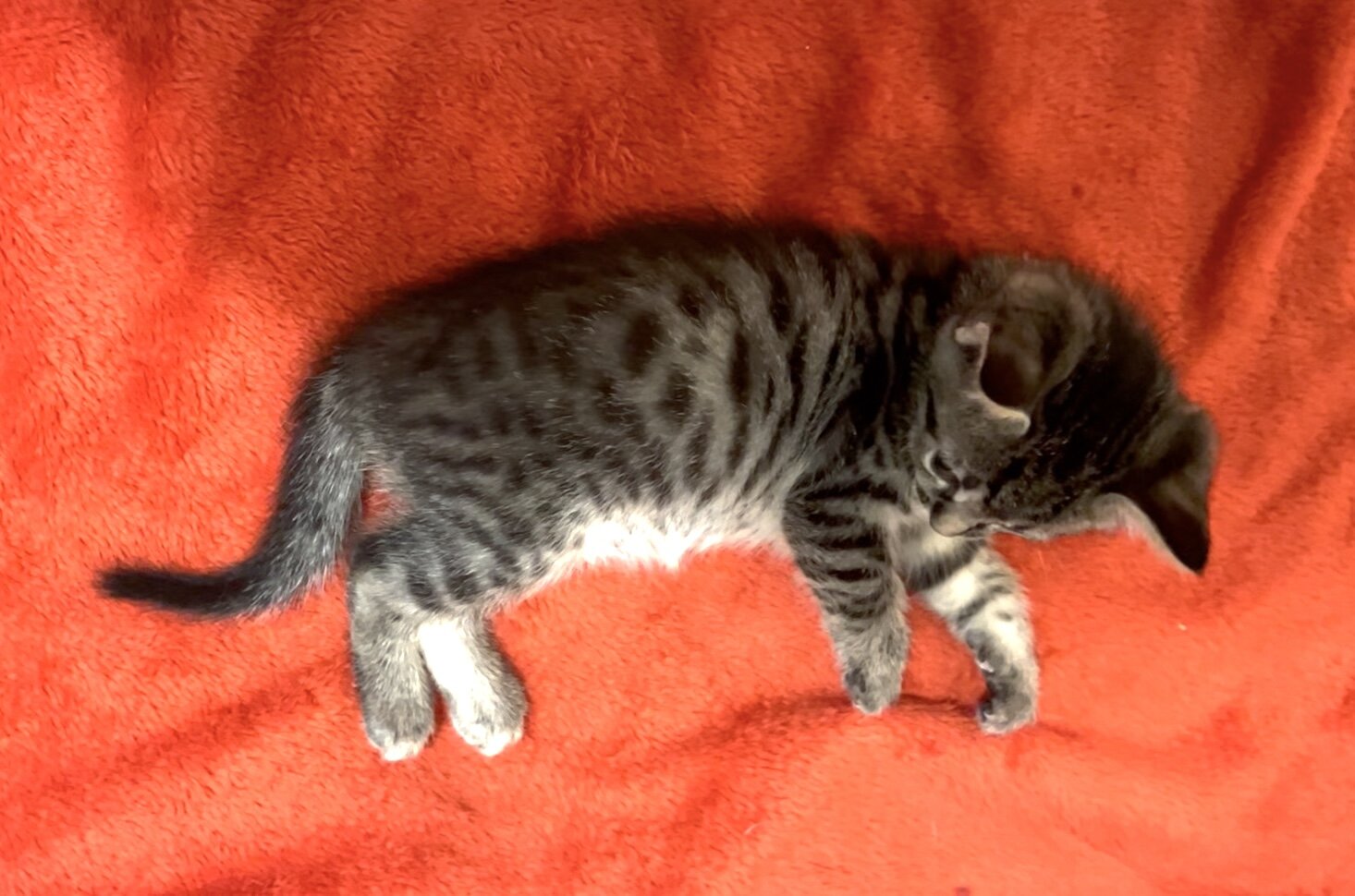 Bengal/Russian Blue kittens image 4