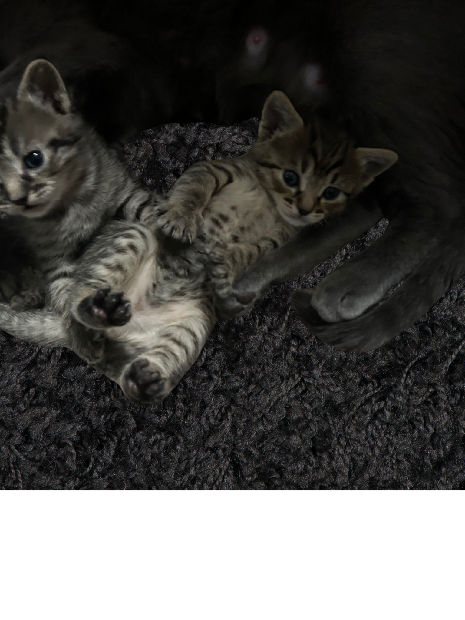 Bengal/Russian Blue kittens image 2
