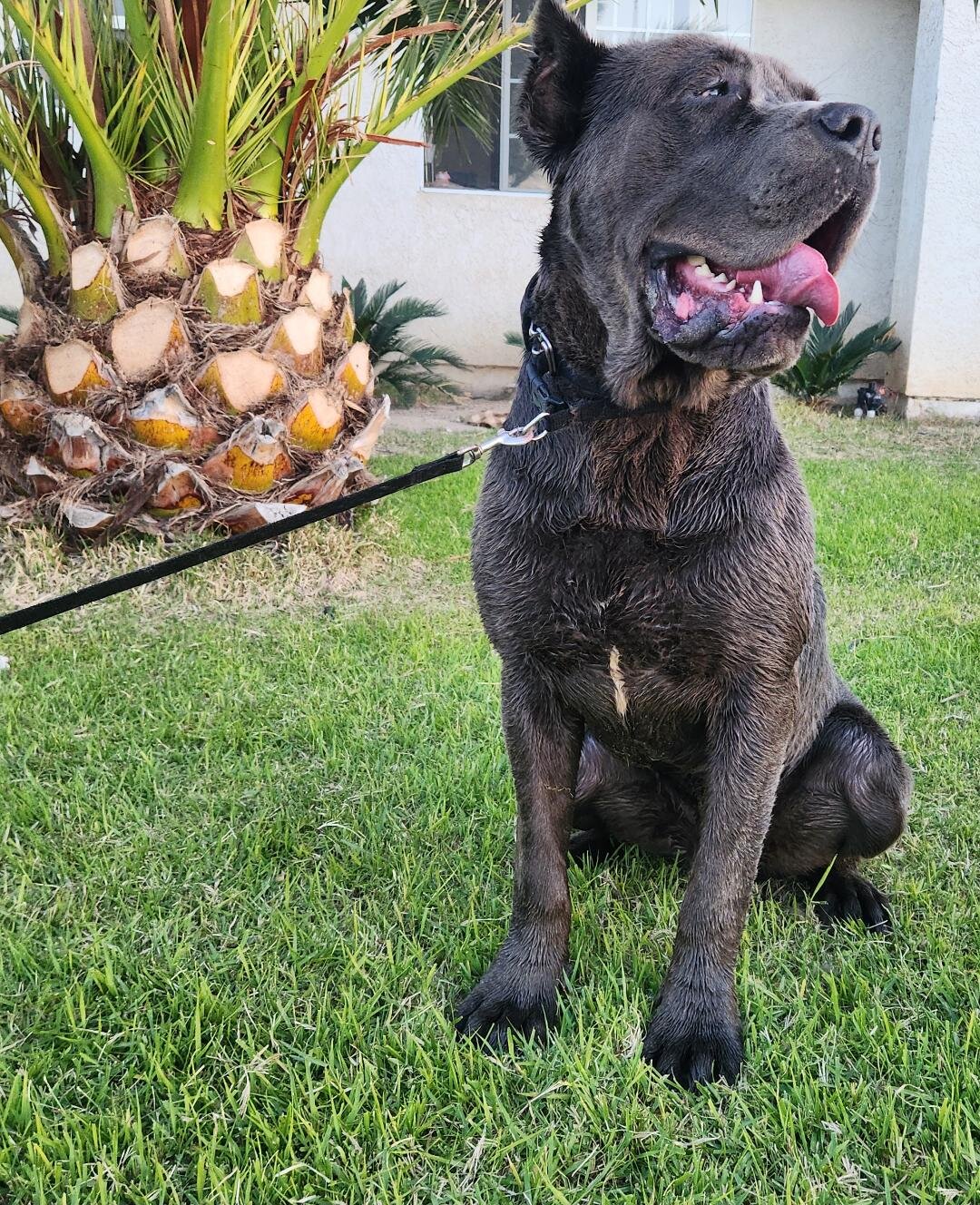Cane Corso AKC image 7