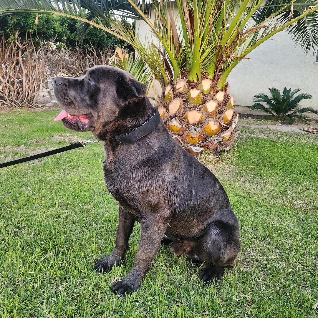 Cane Corso AKC image 6