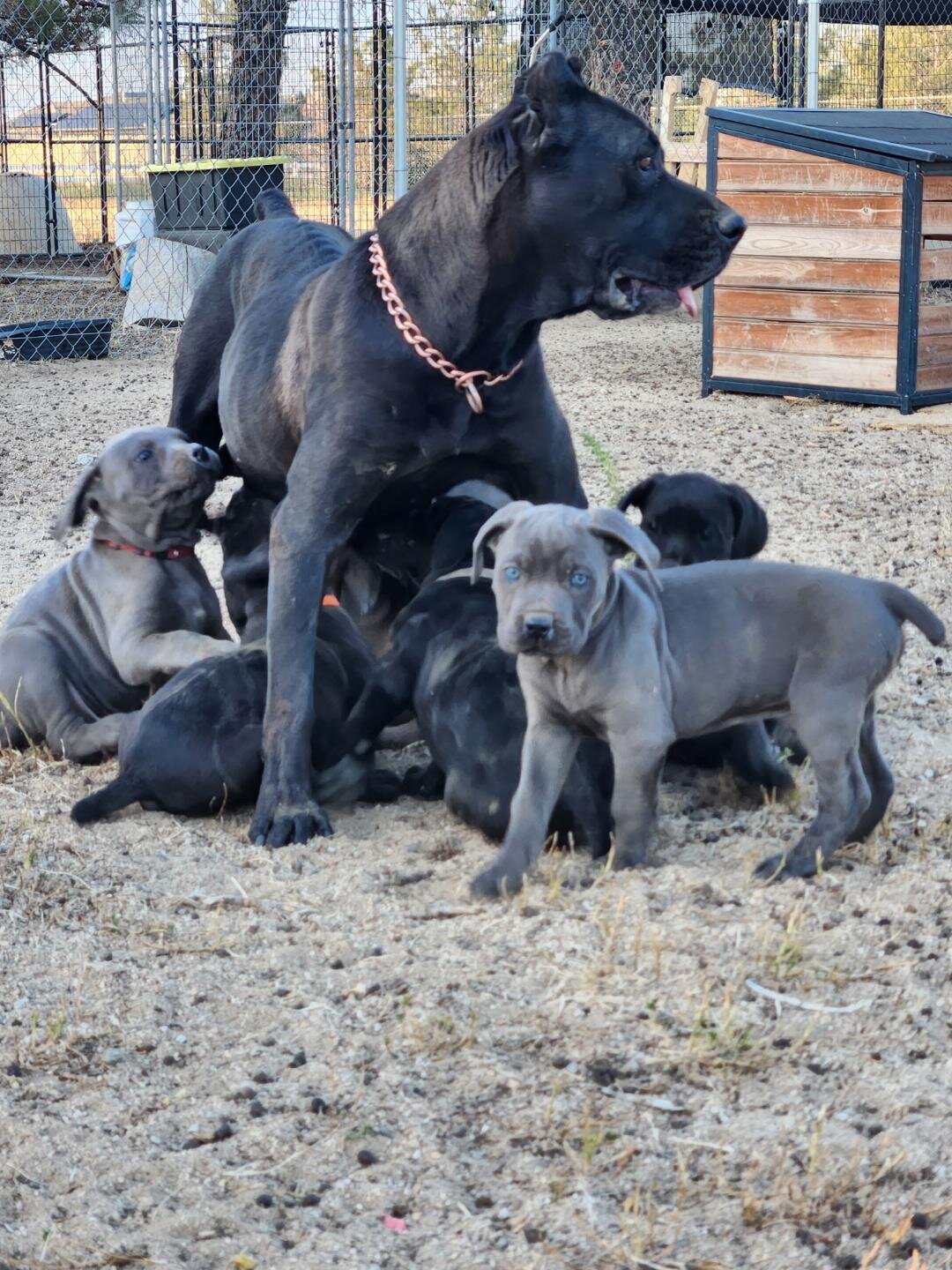 Cane Corso AKC image 8