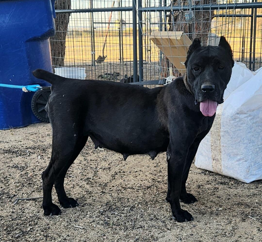 Cane Corso AKC image 9
