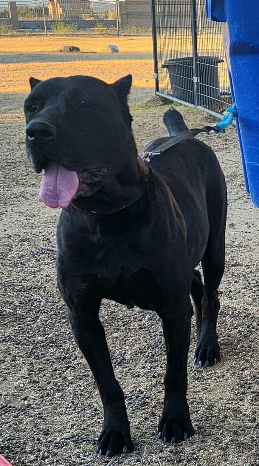 Cane Corso AKC image 10