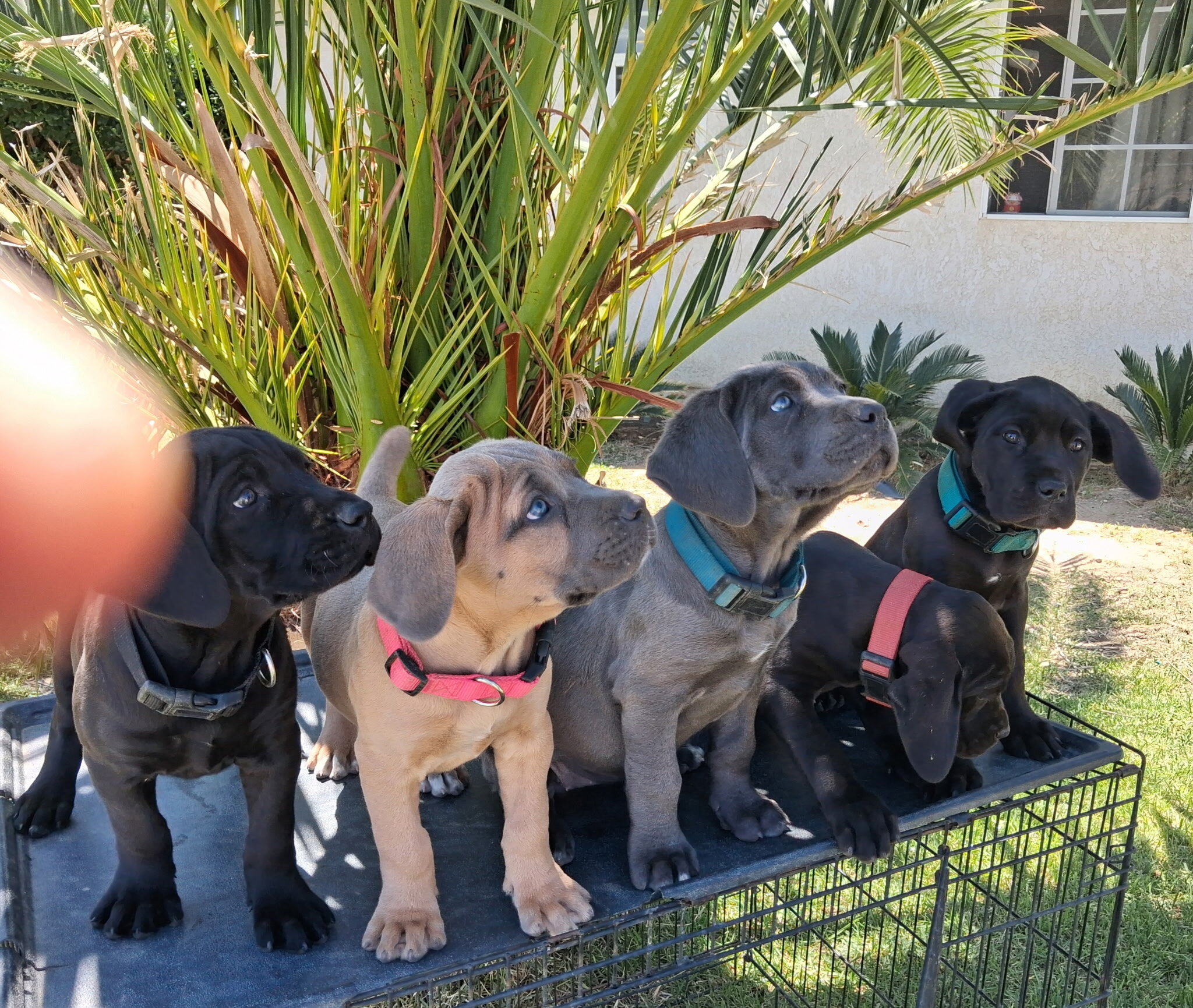 Cane Corso AKC image 1