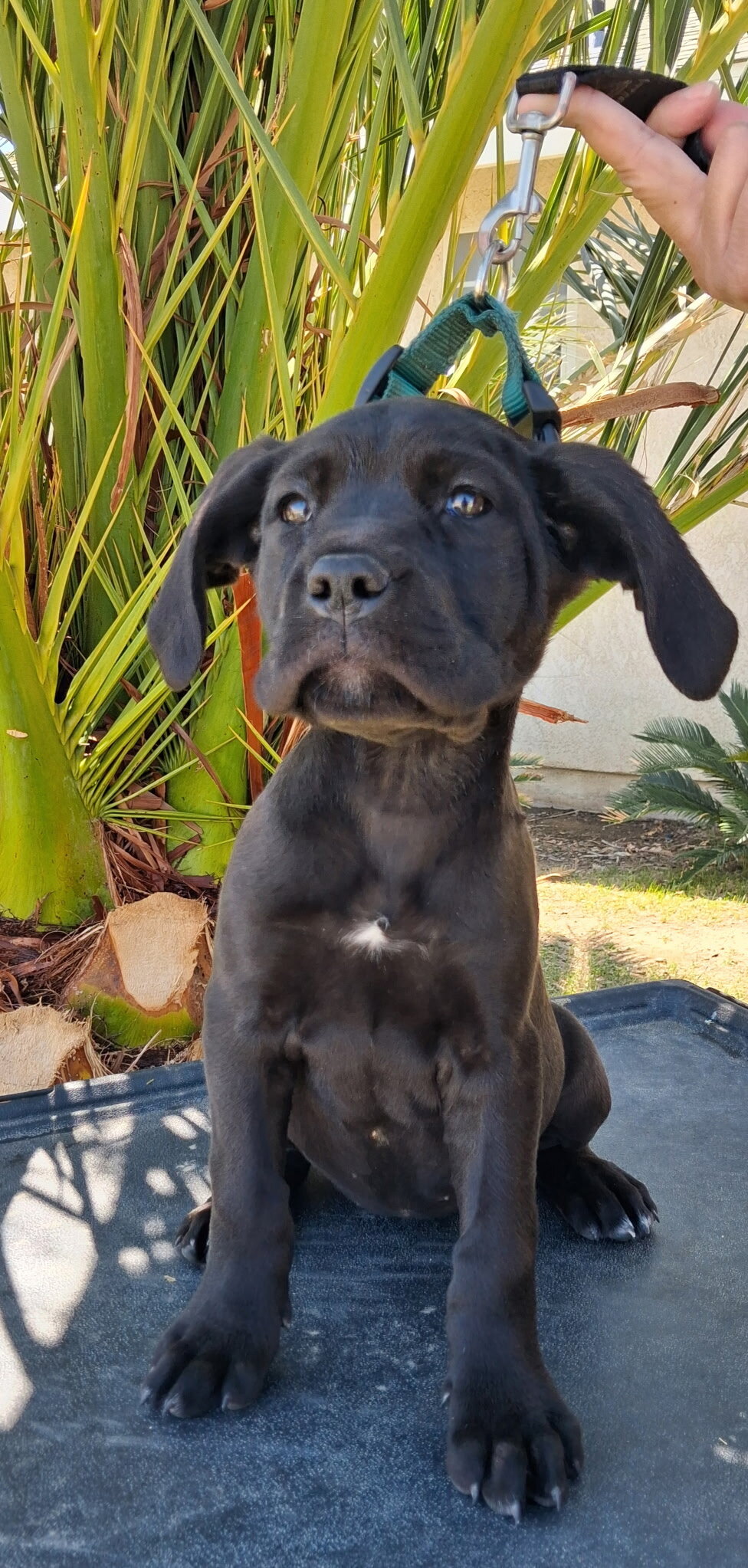Cane Corso AKC image 3