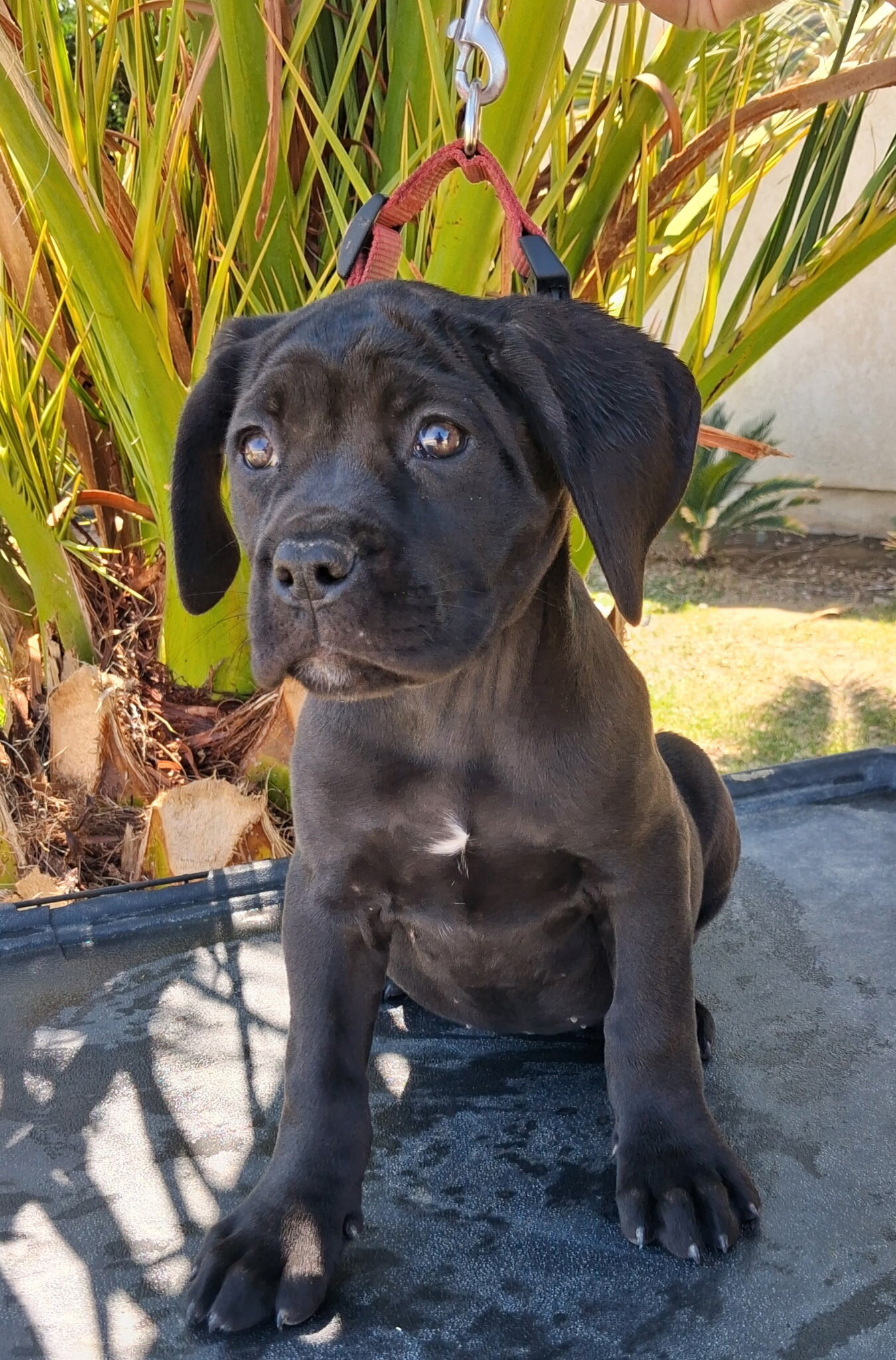 Cane Corso AKC image 4