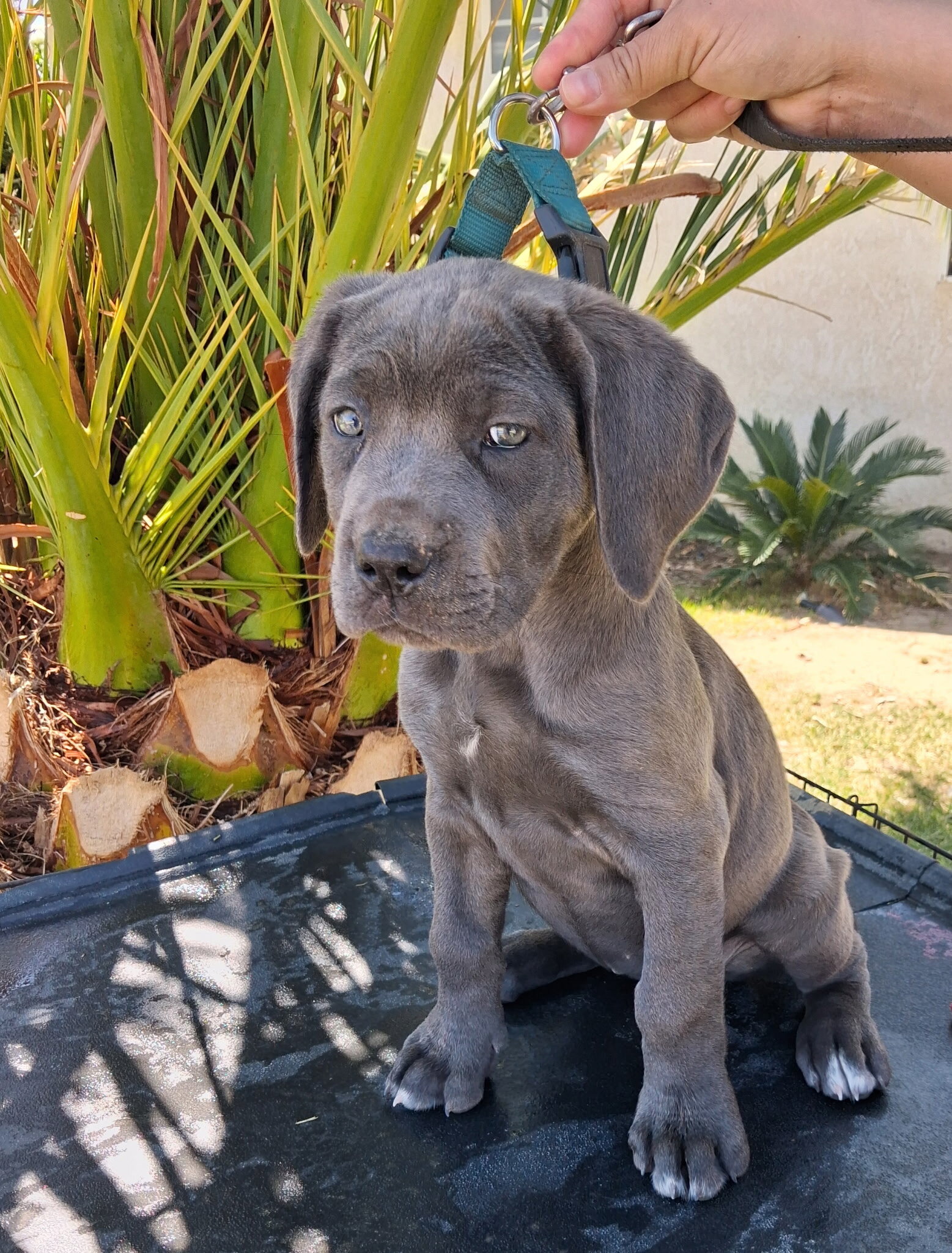 Cane Corso AKC image 2
