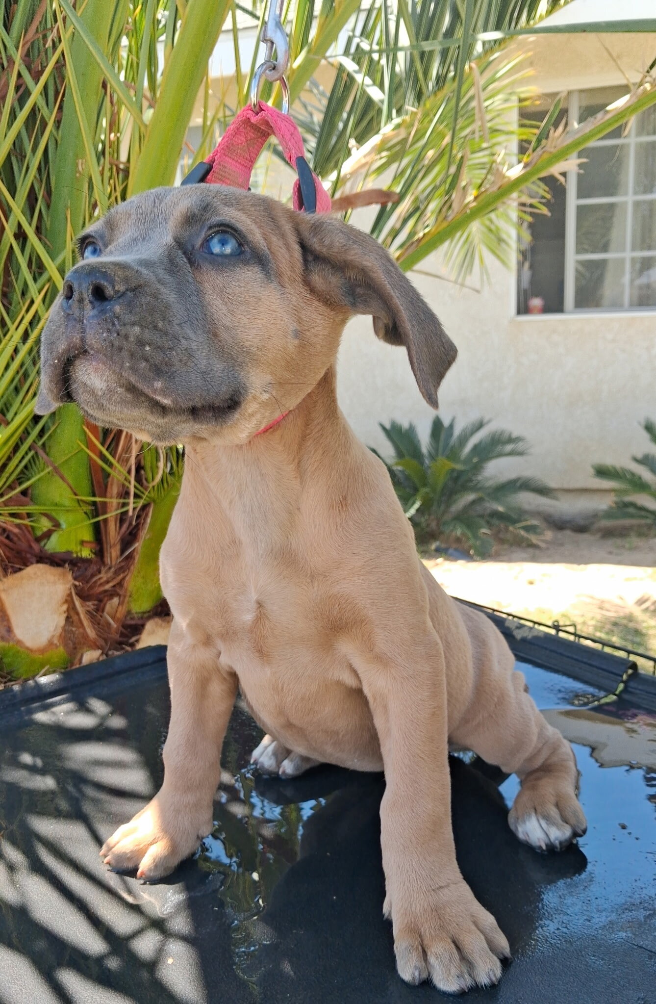 Cane Corso AKC image 5
