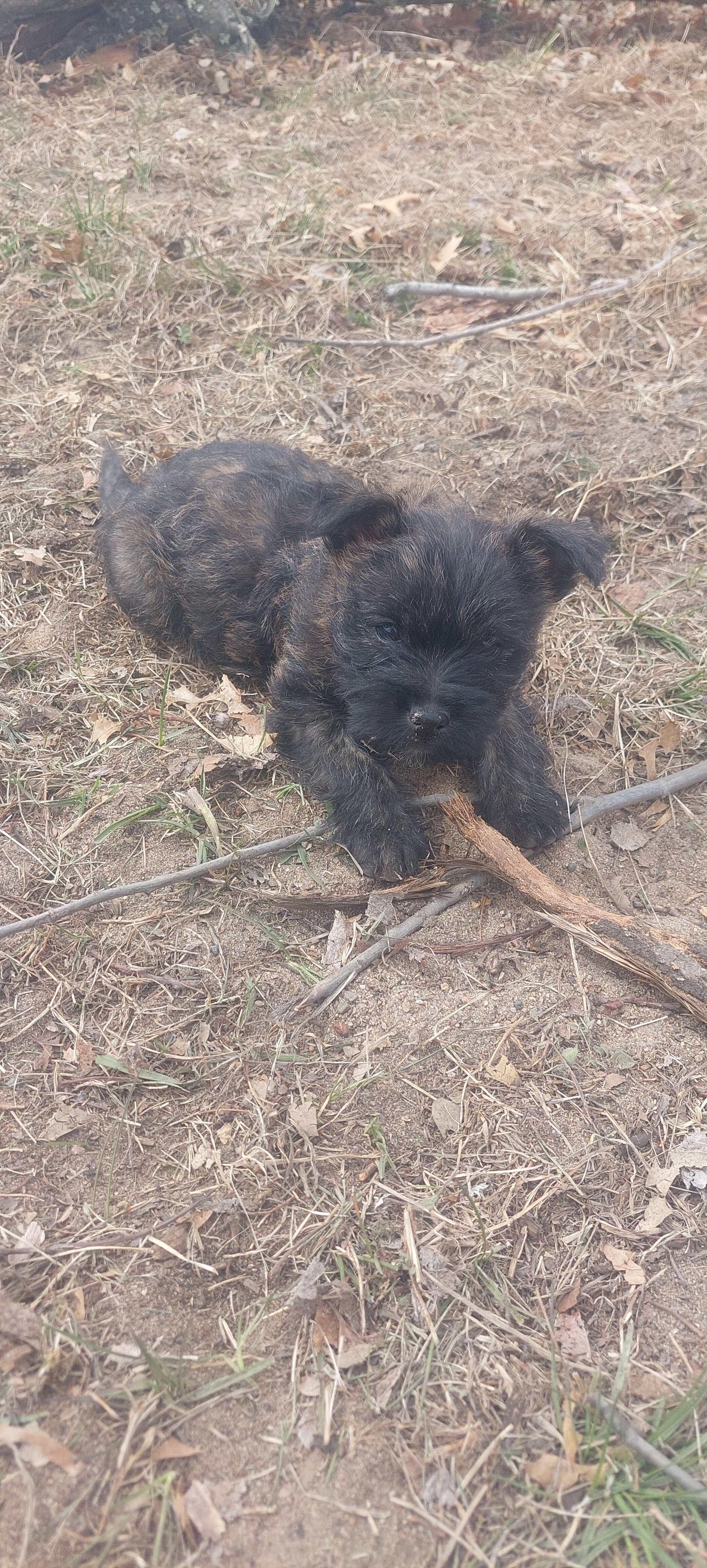 Carin Terriers image 5