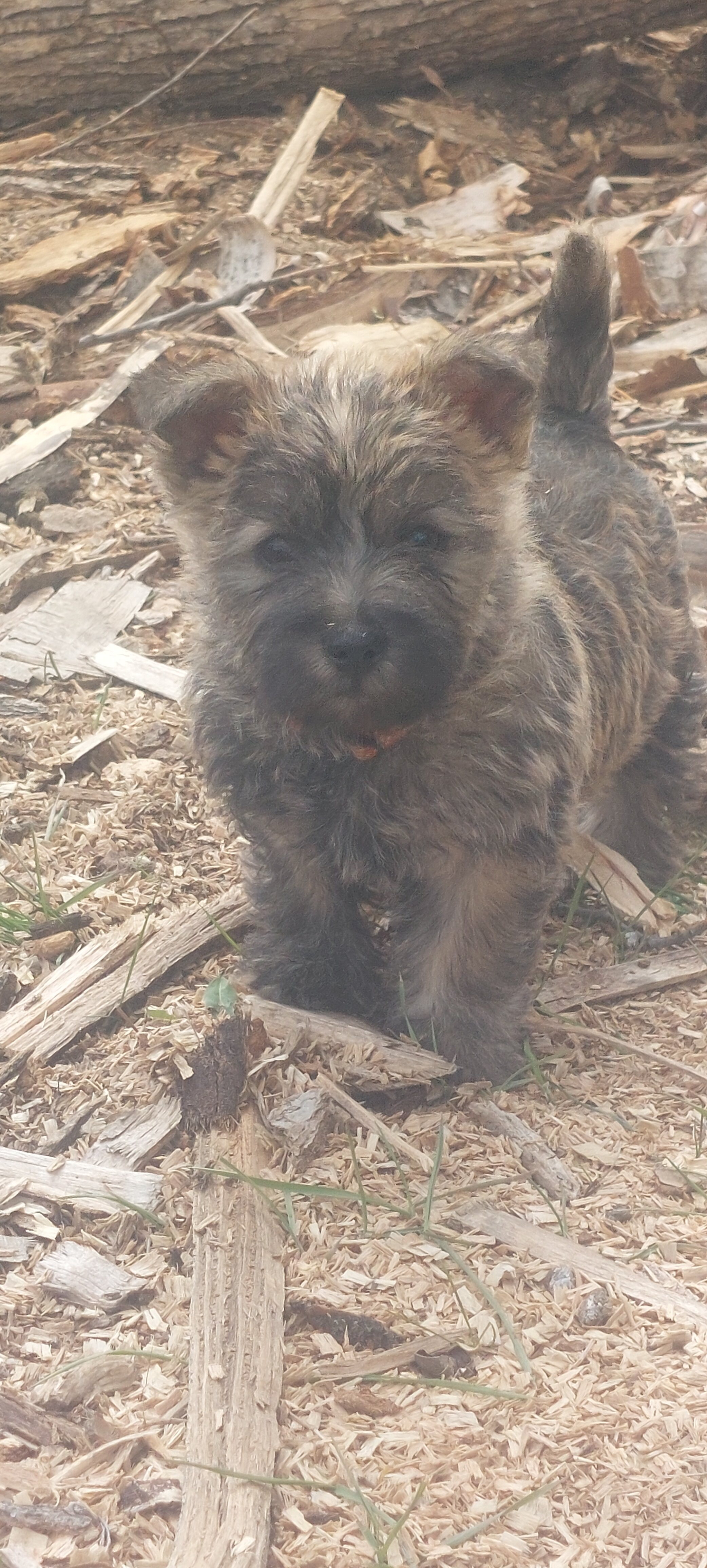 Carin Terriers image 4