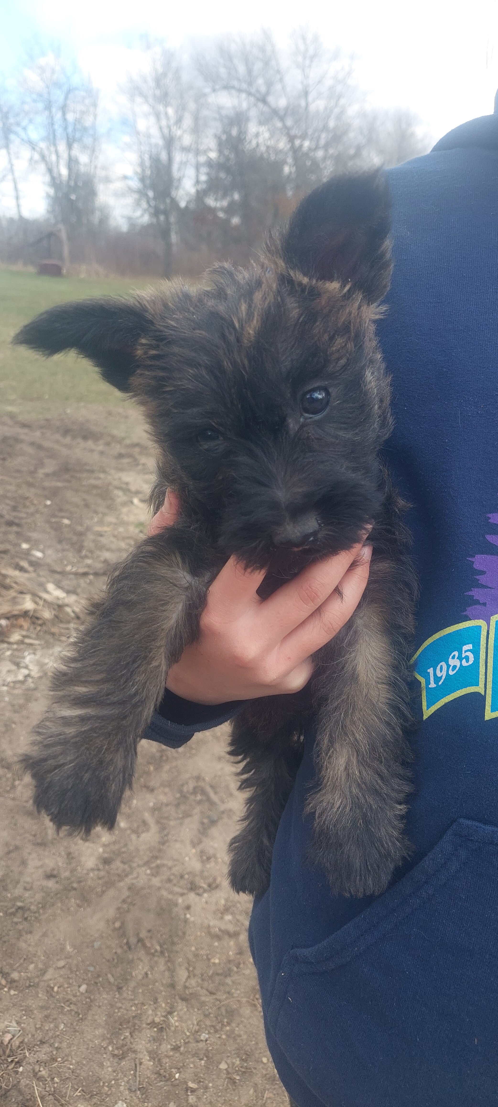 Carin Terriers image 2