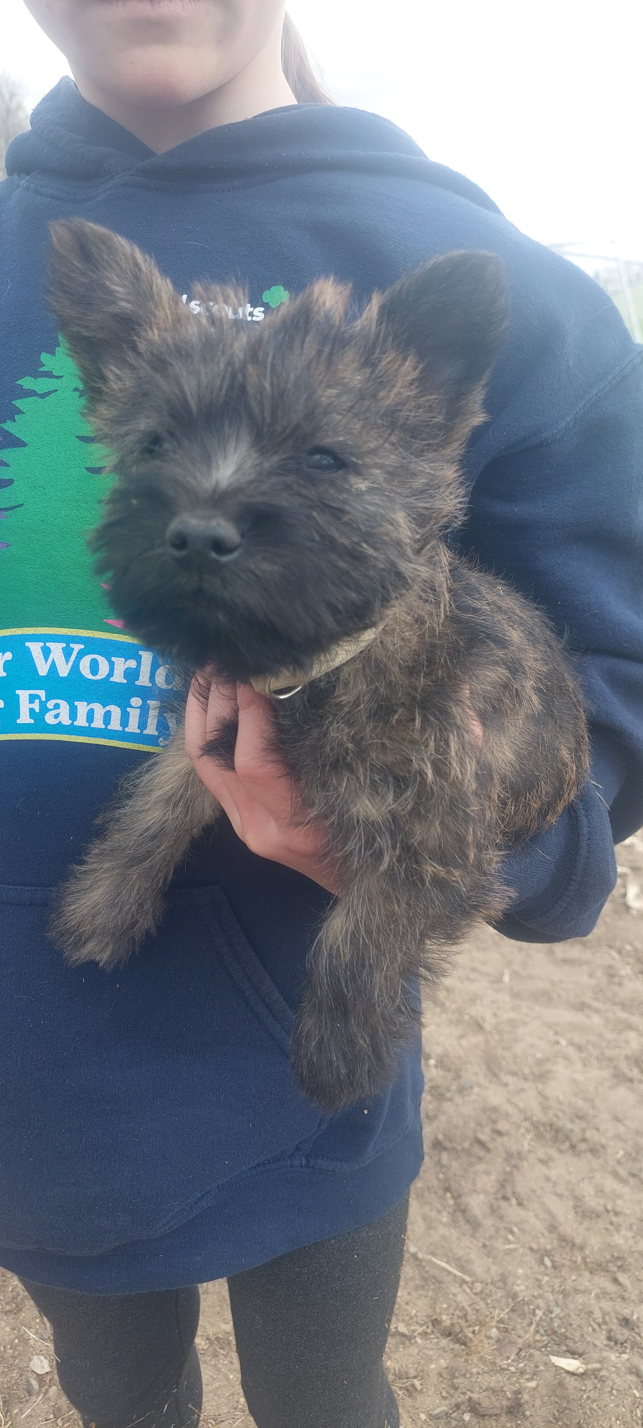 Carin Terriers image 1