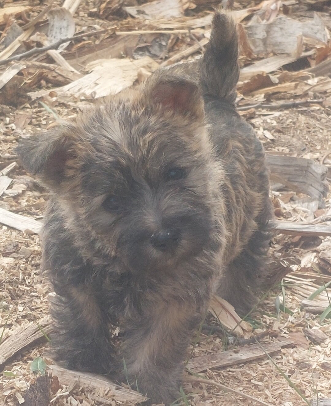 Carin Terriers image 3