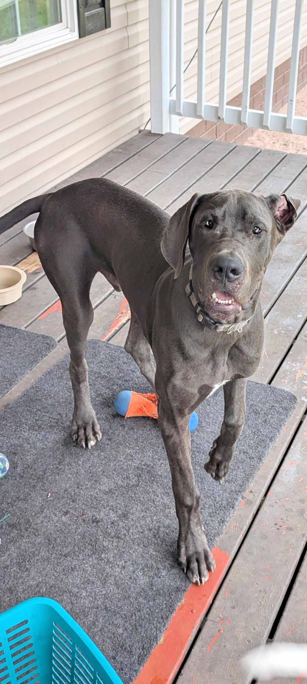 Great Dane image 1