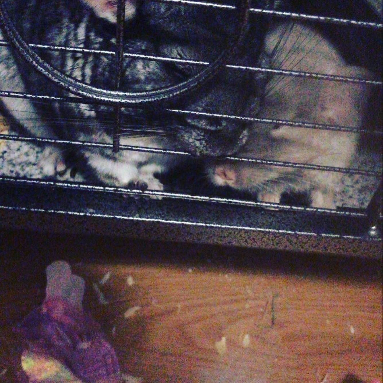2 female chinchillas, bonded image 9