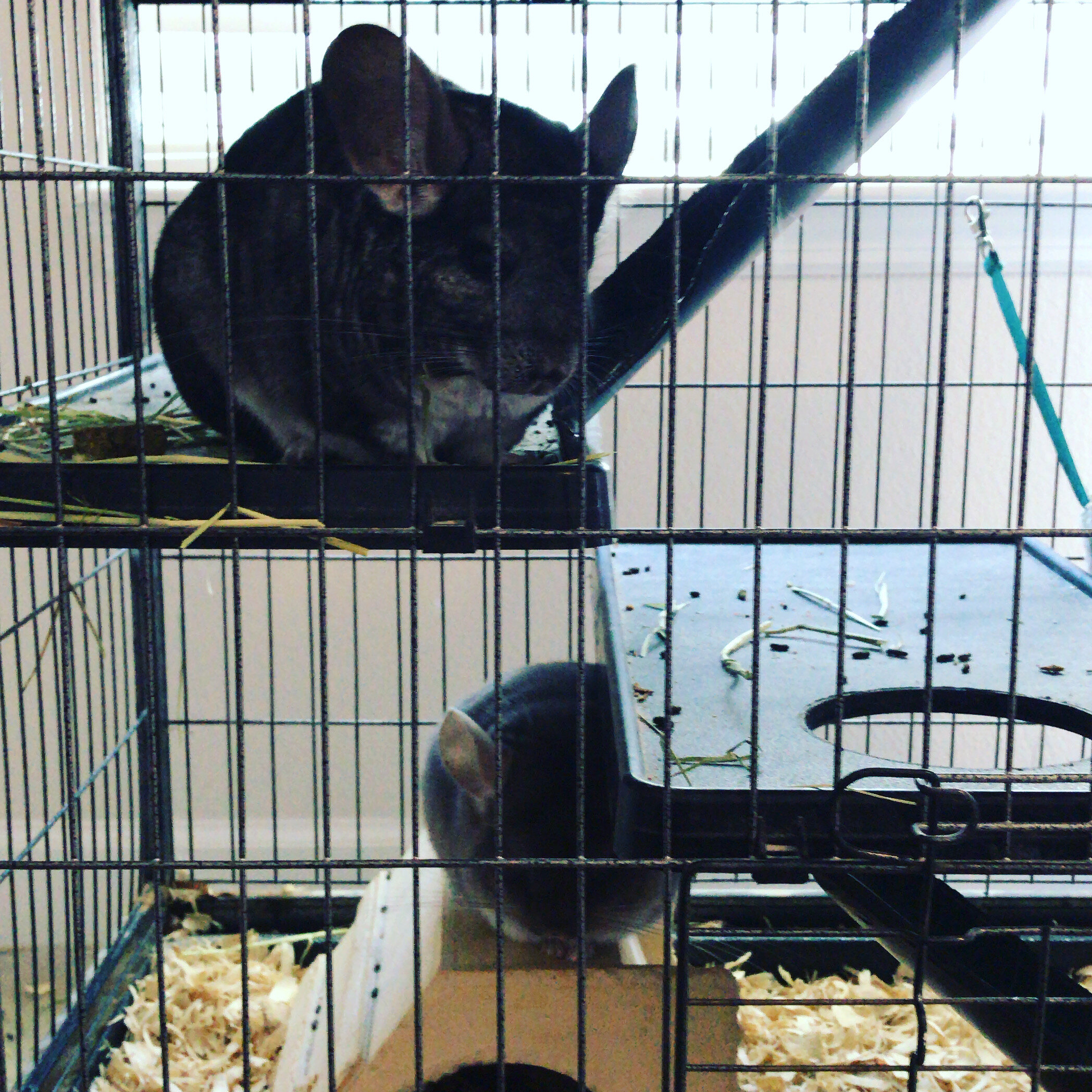 2 female chinchillas, bonded image 6