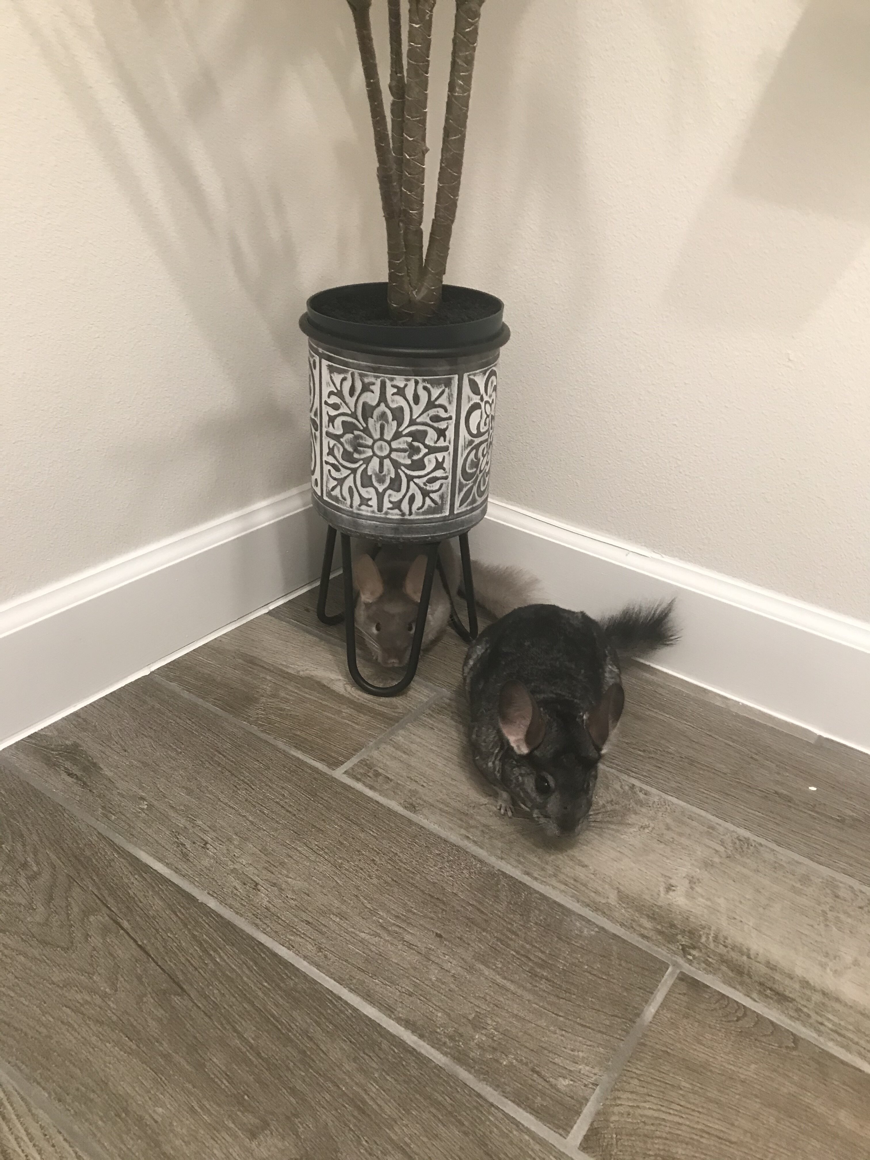 2 female chinchillas, bonded image 8