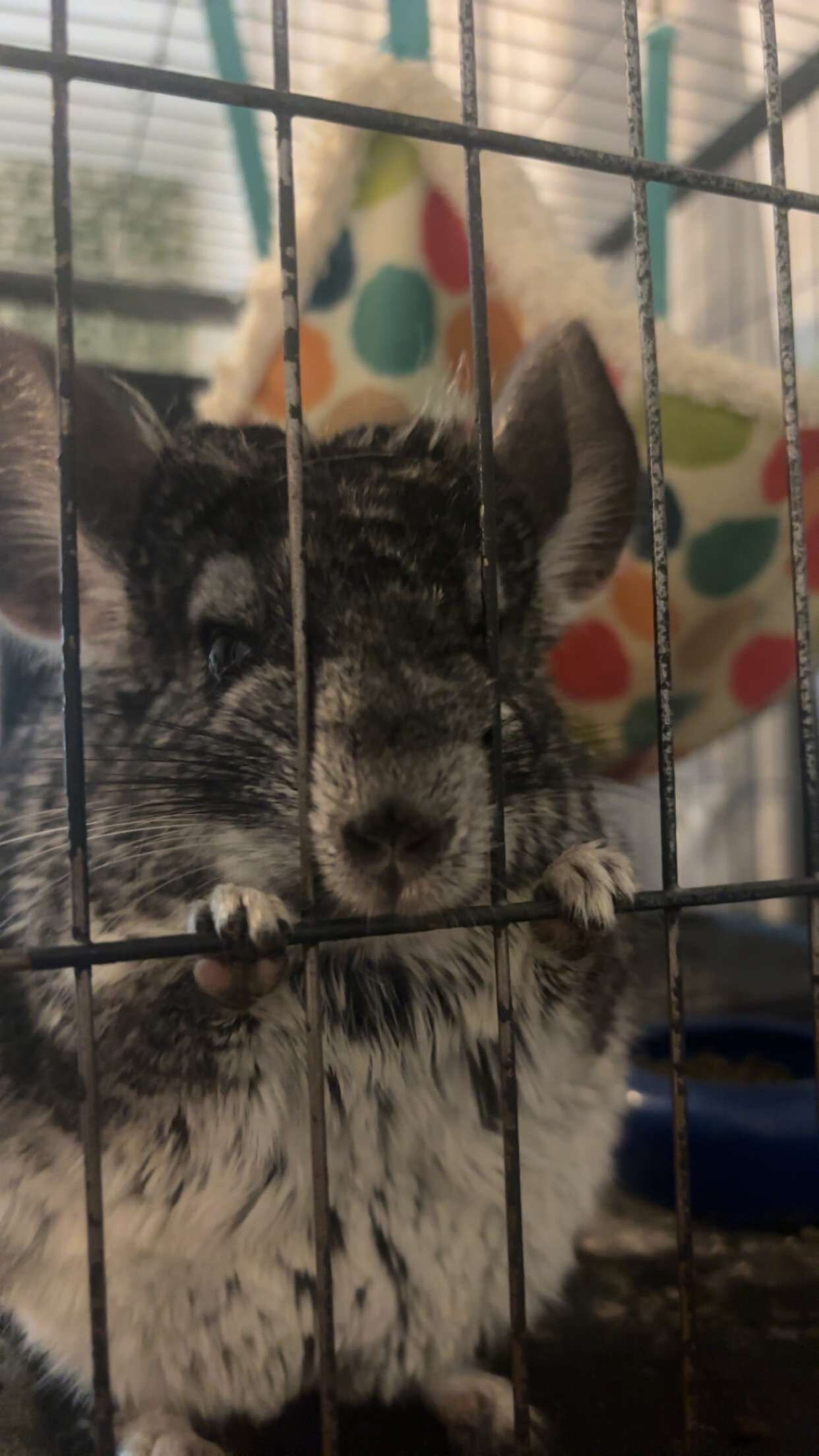 2 female chinchillas, bonded image 5