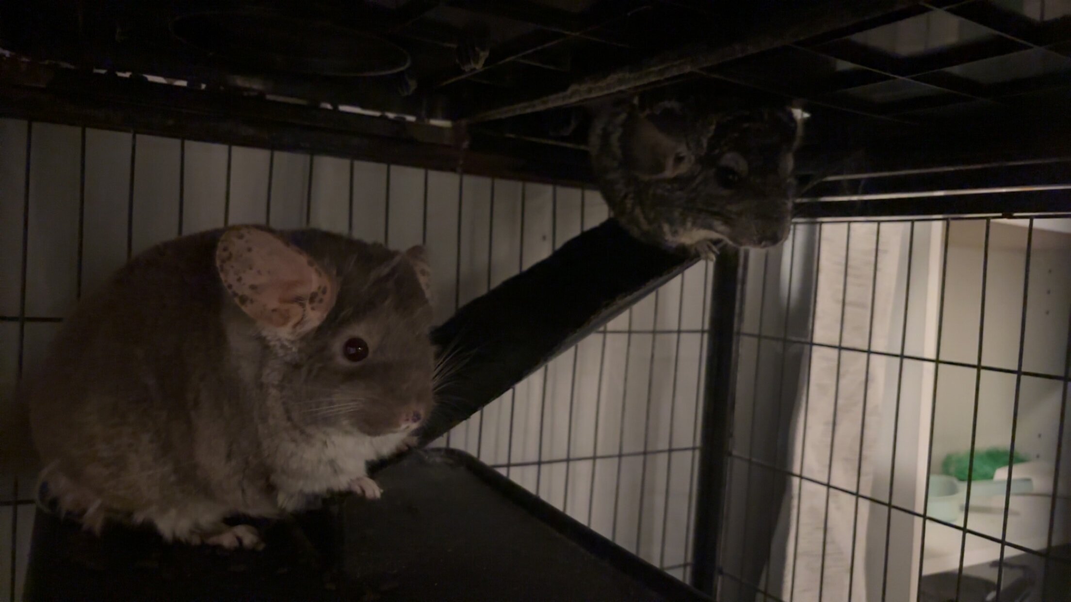 2 female chinchillas, bonded image 4