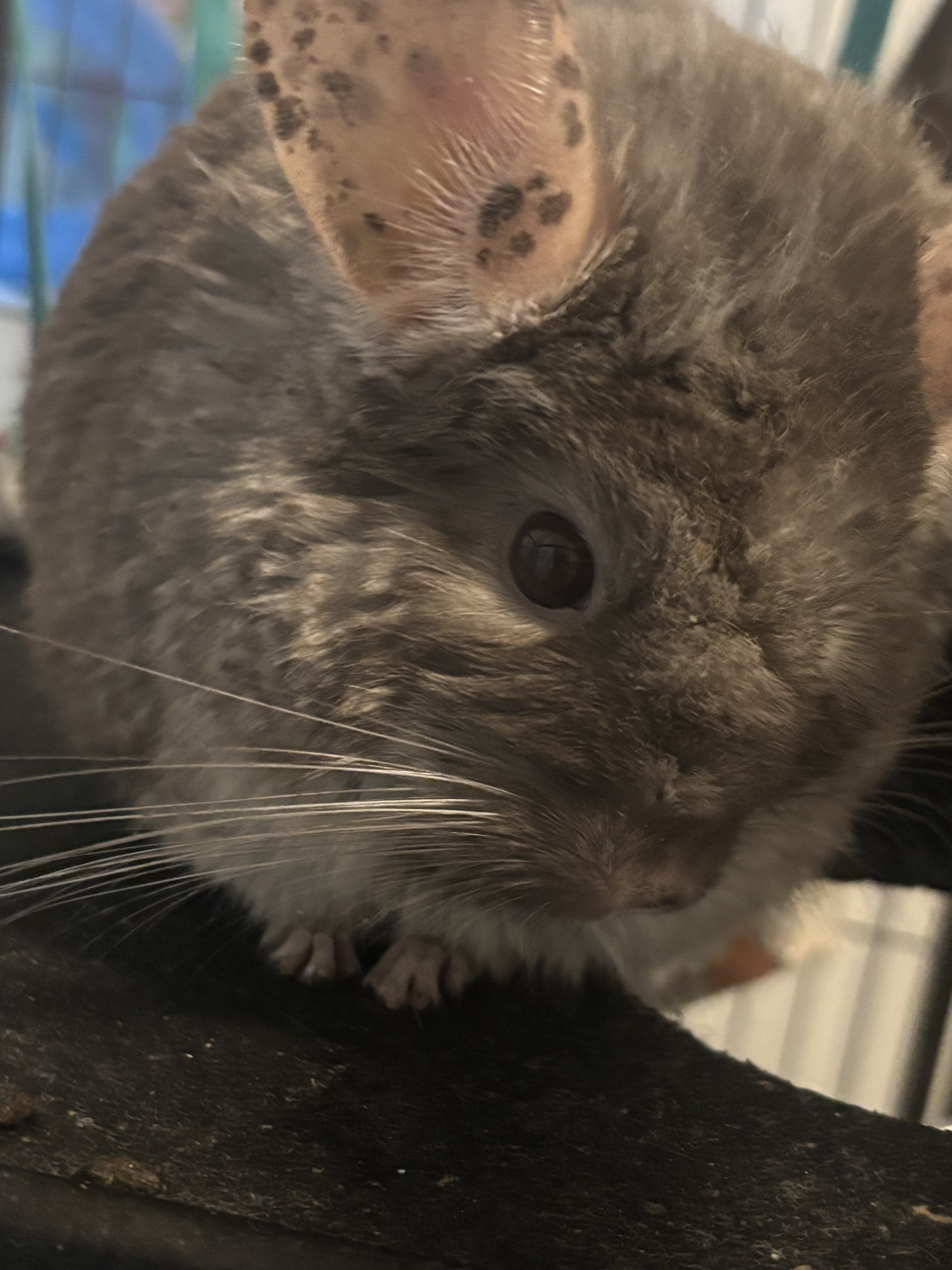 2 female chinchillas, bonded image 3