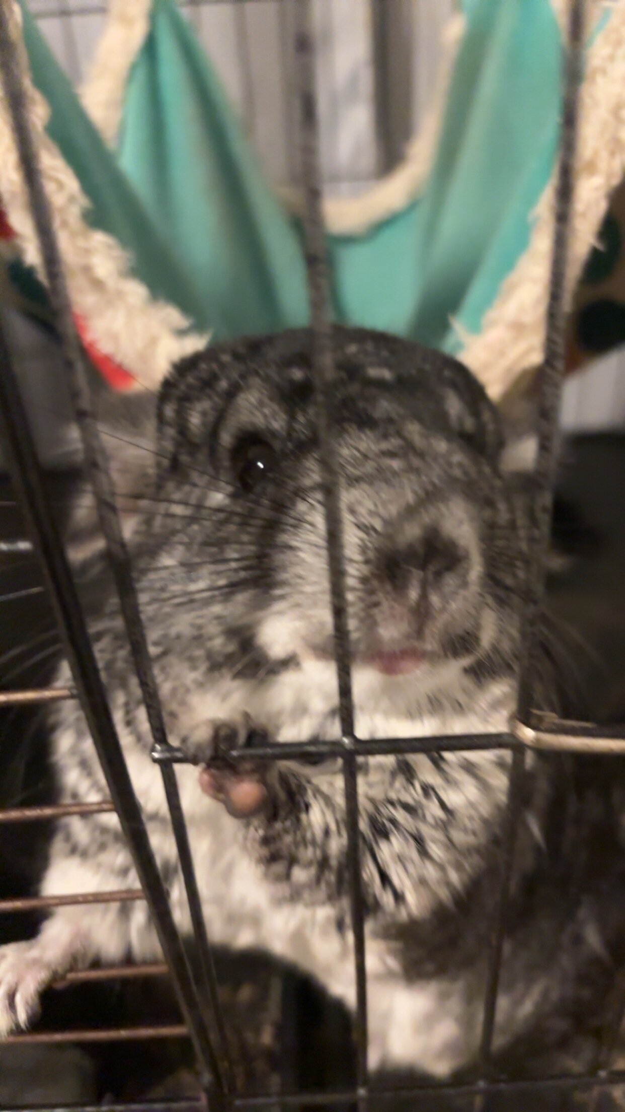 2 female chinchillas, bonded image 2