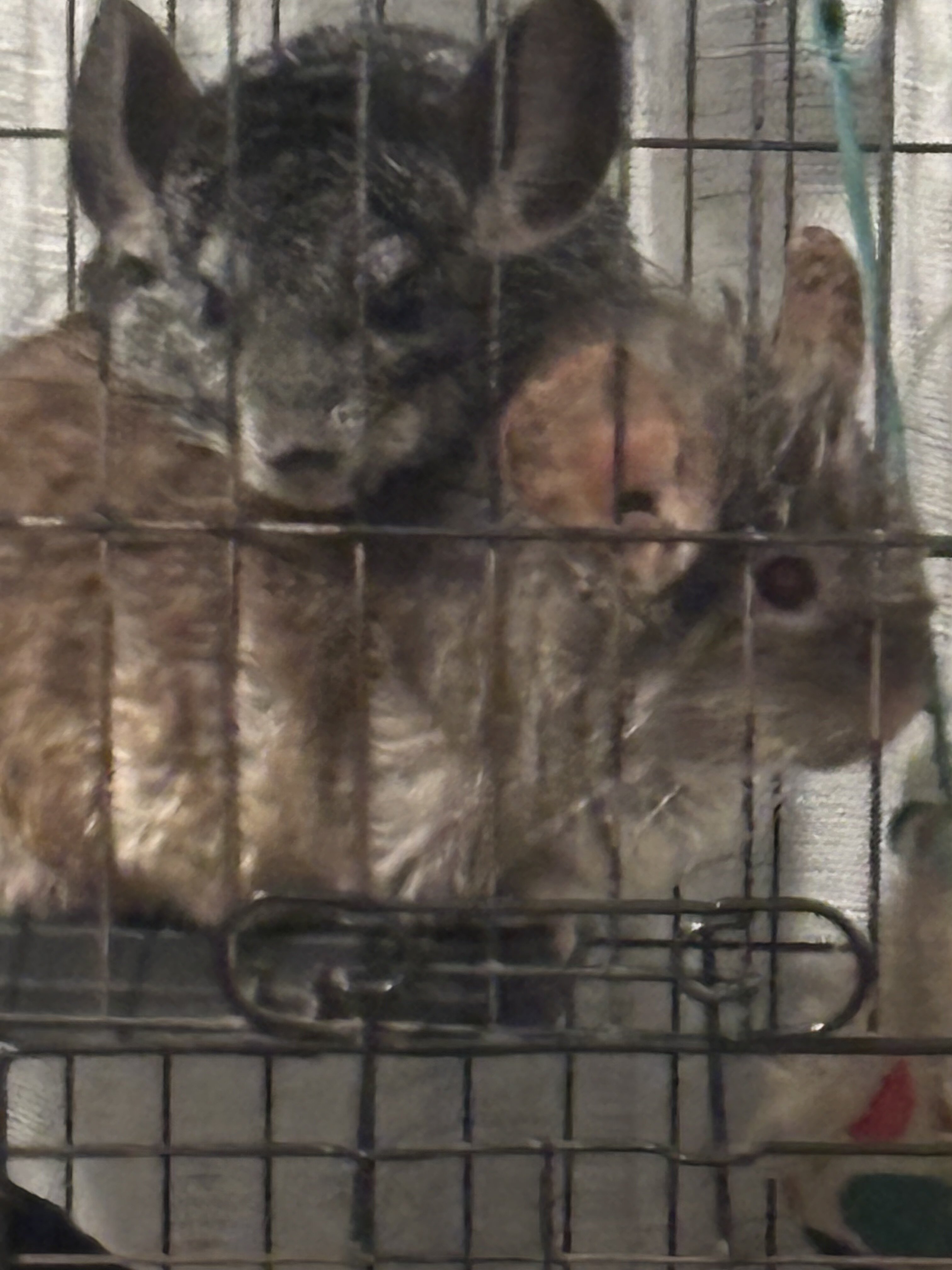 2 female chinchillas, bonded image 1