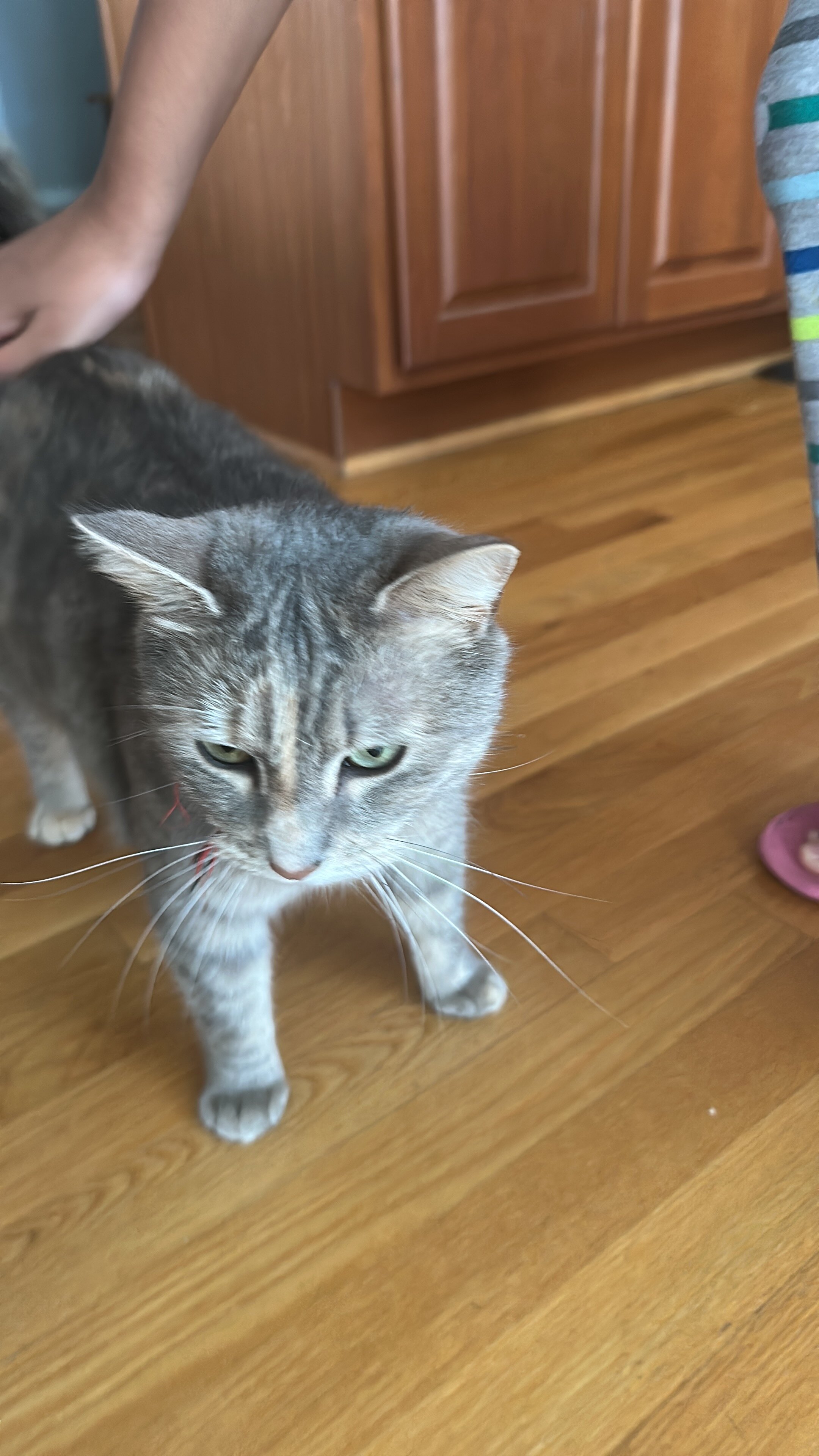Cat image 1
