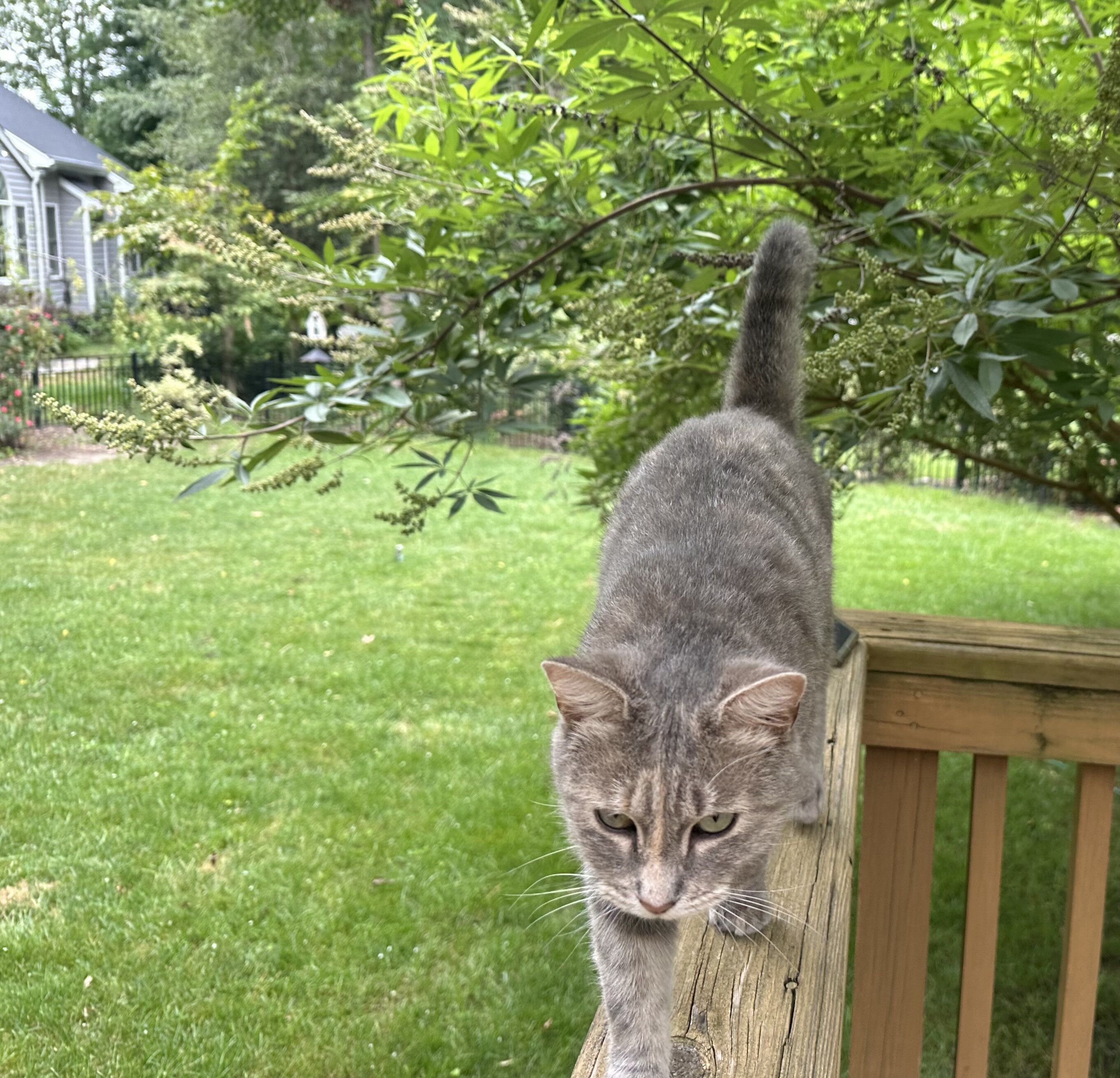 Cat image 3
