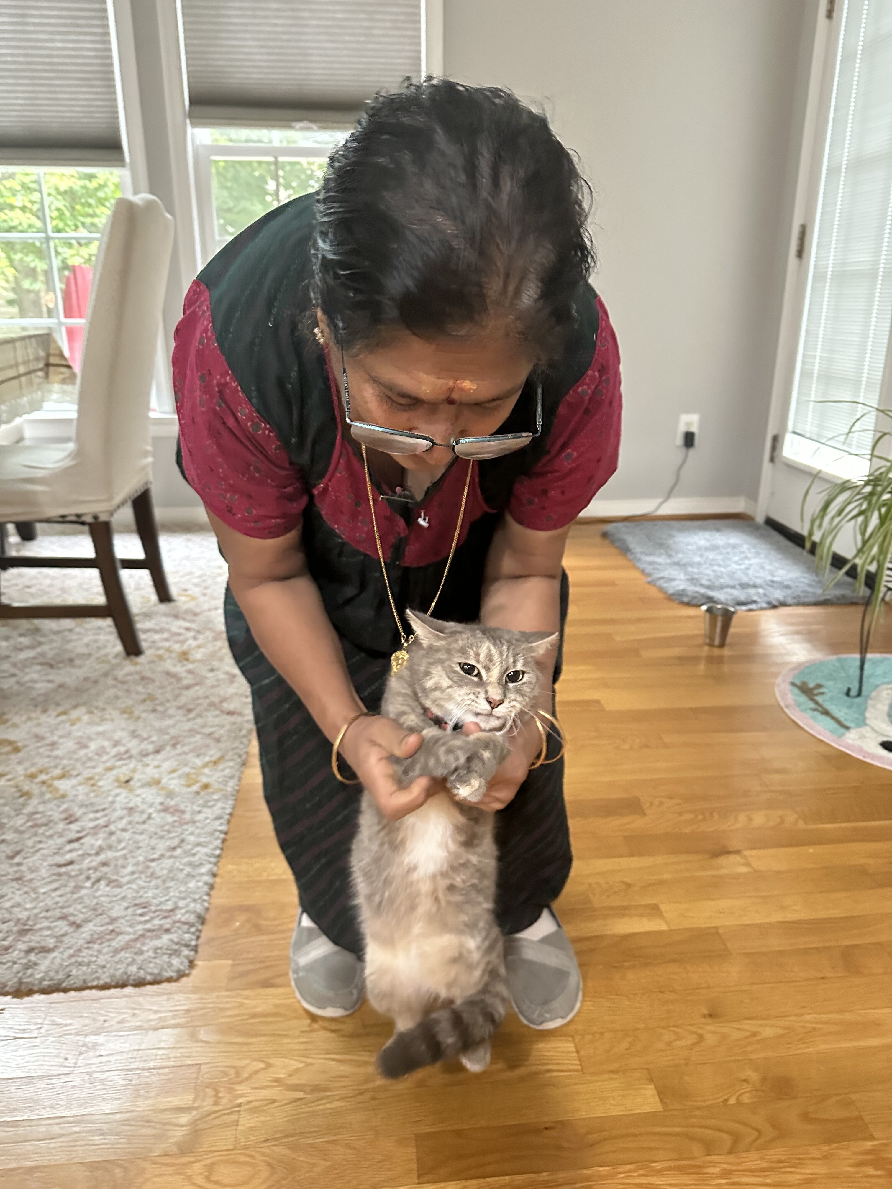 Cat image 2