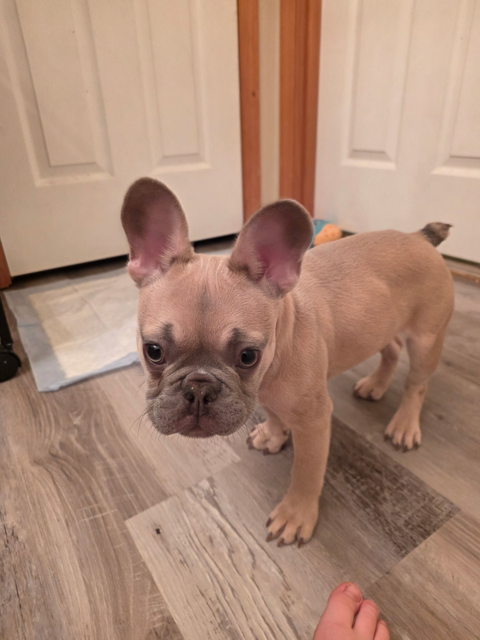 French bulldog image 2