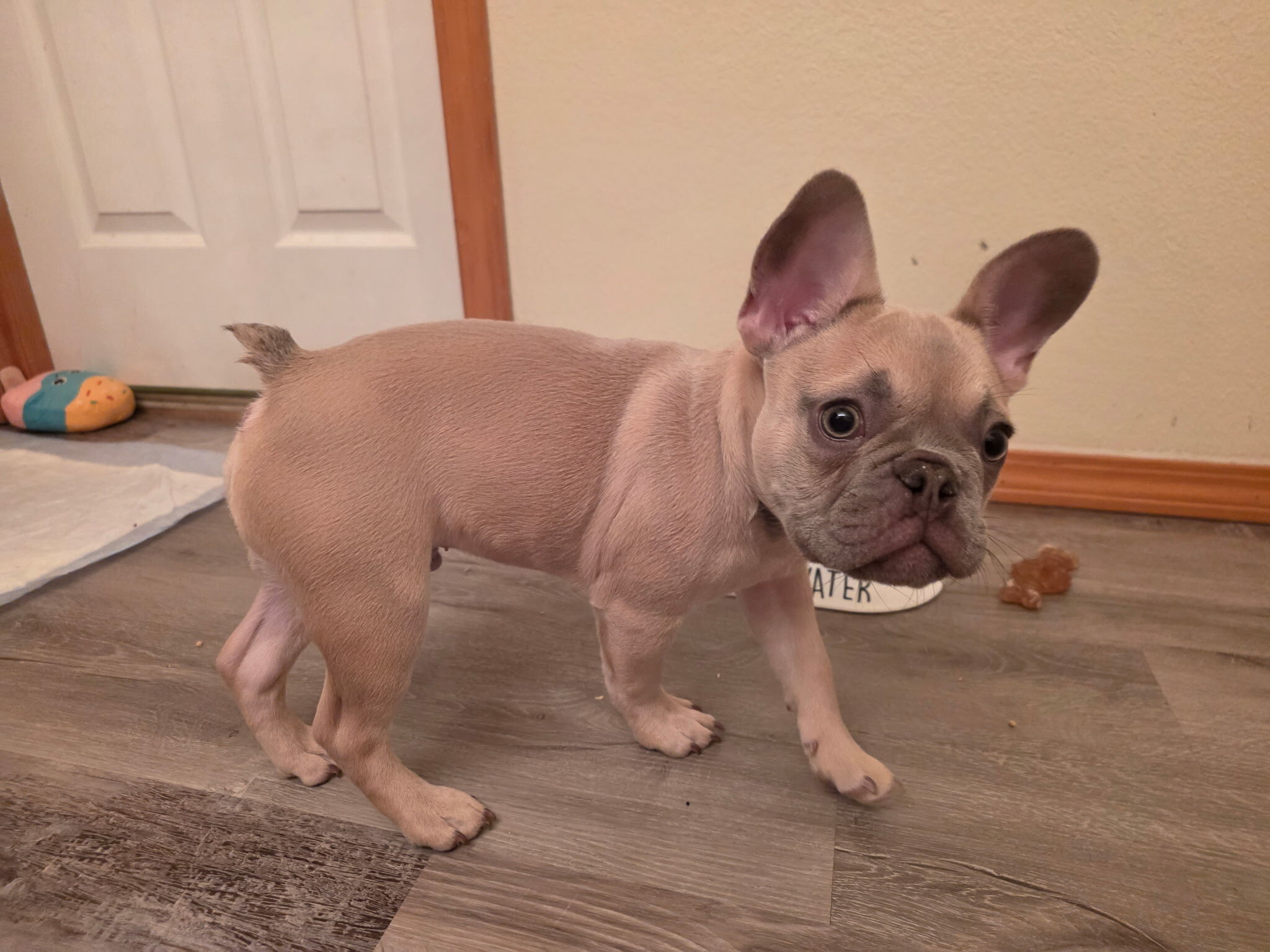 French bulldog image 1