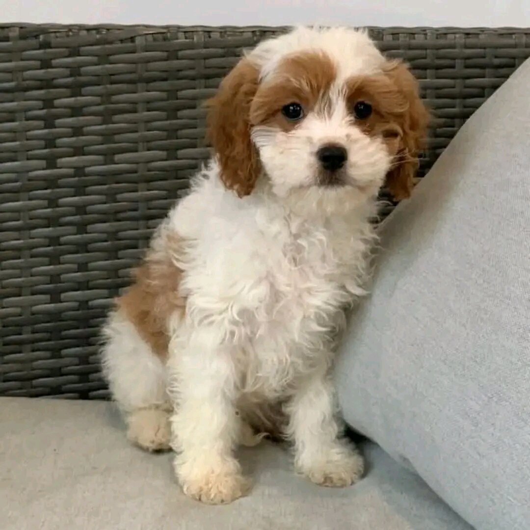 Cute Cavachon Puppy secure needed image 4