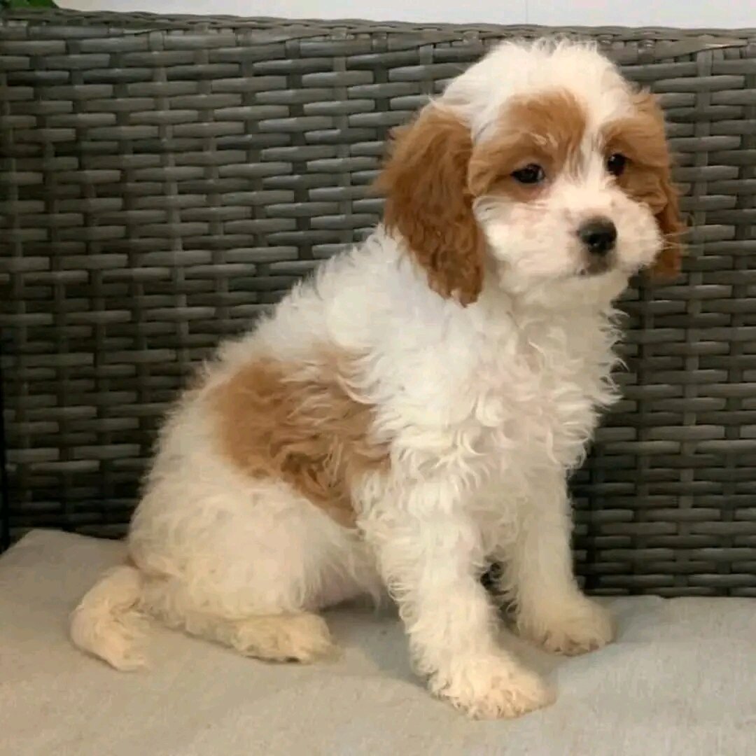 Cute Cavachon Puppy secure needed image 1
