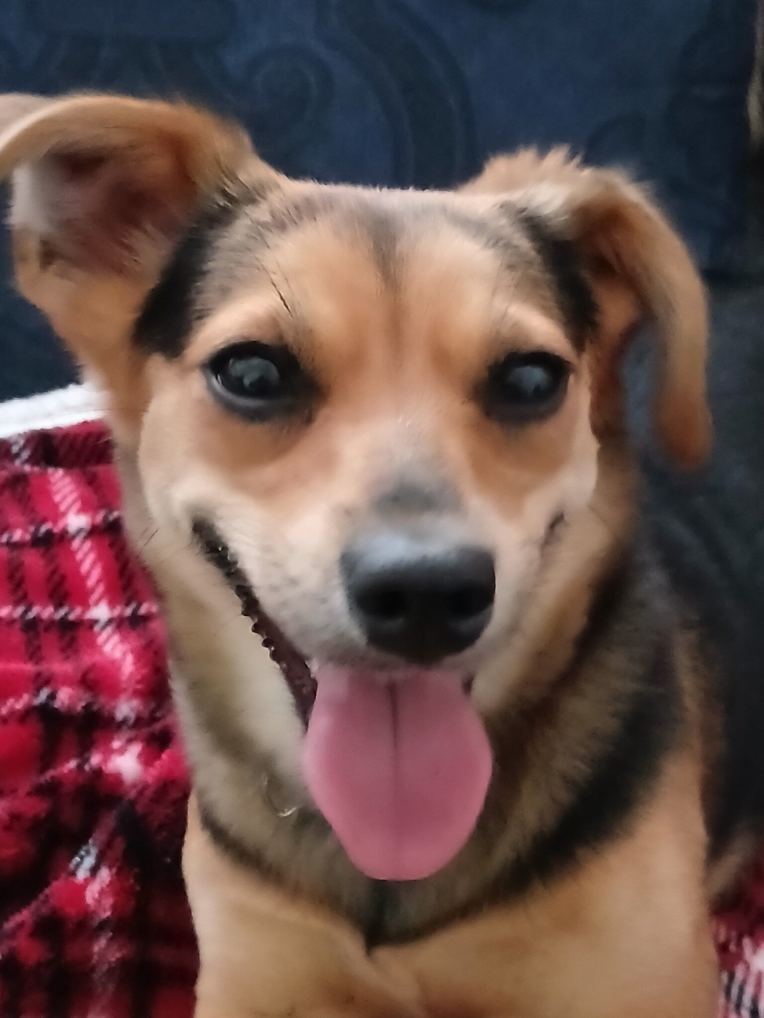 female chiweenie image 1