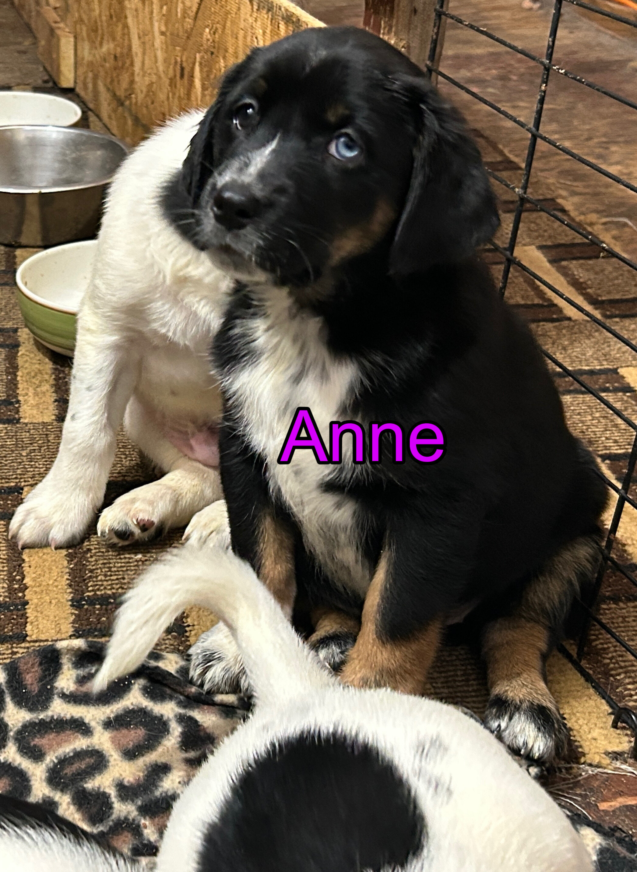 Puppies image 8