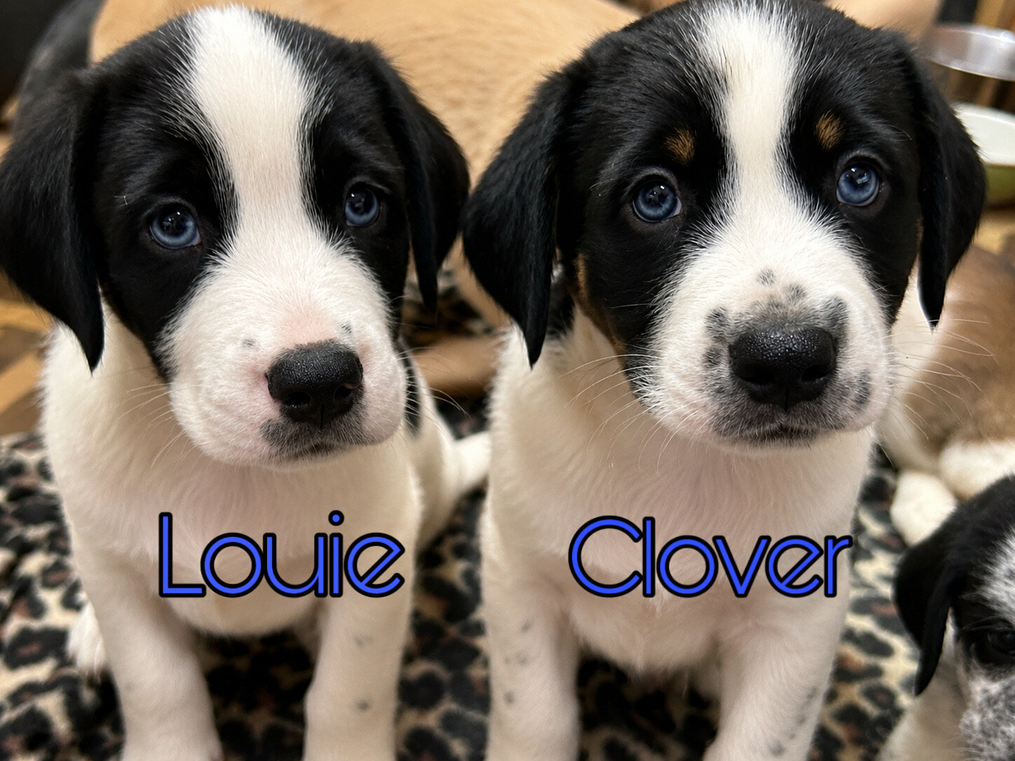 Puppies image 1