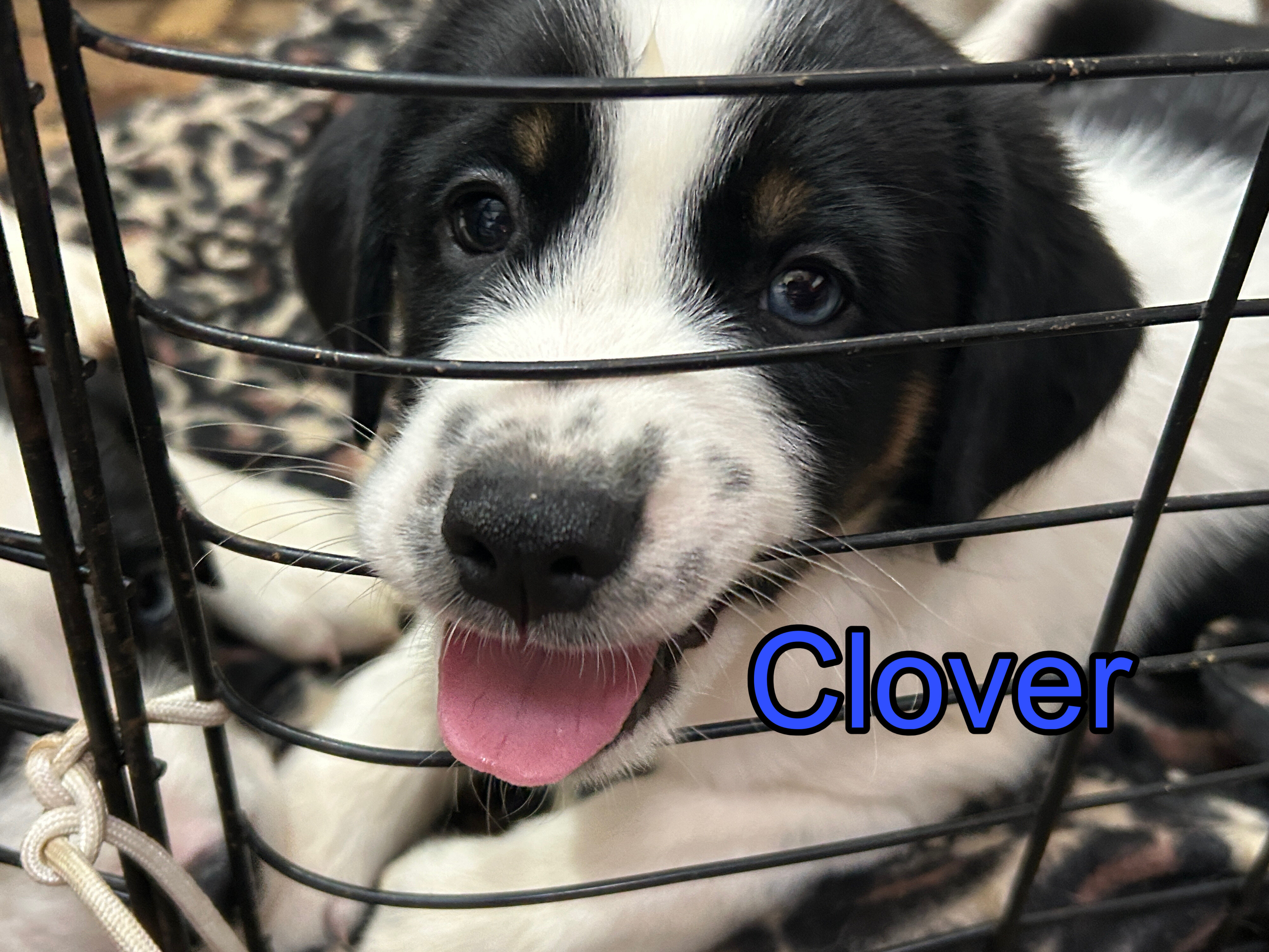 Puppies image 7