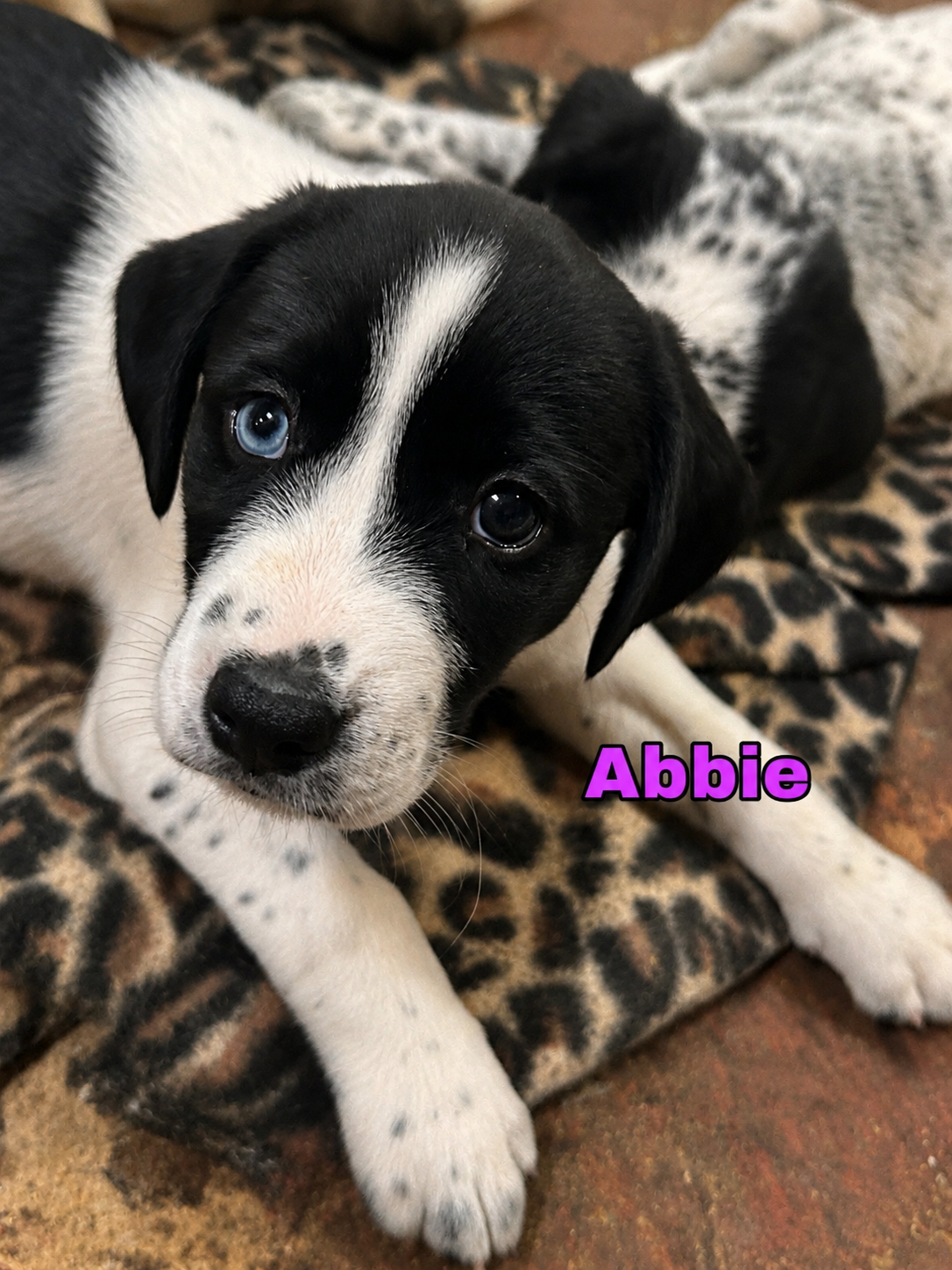 Puppies image 3