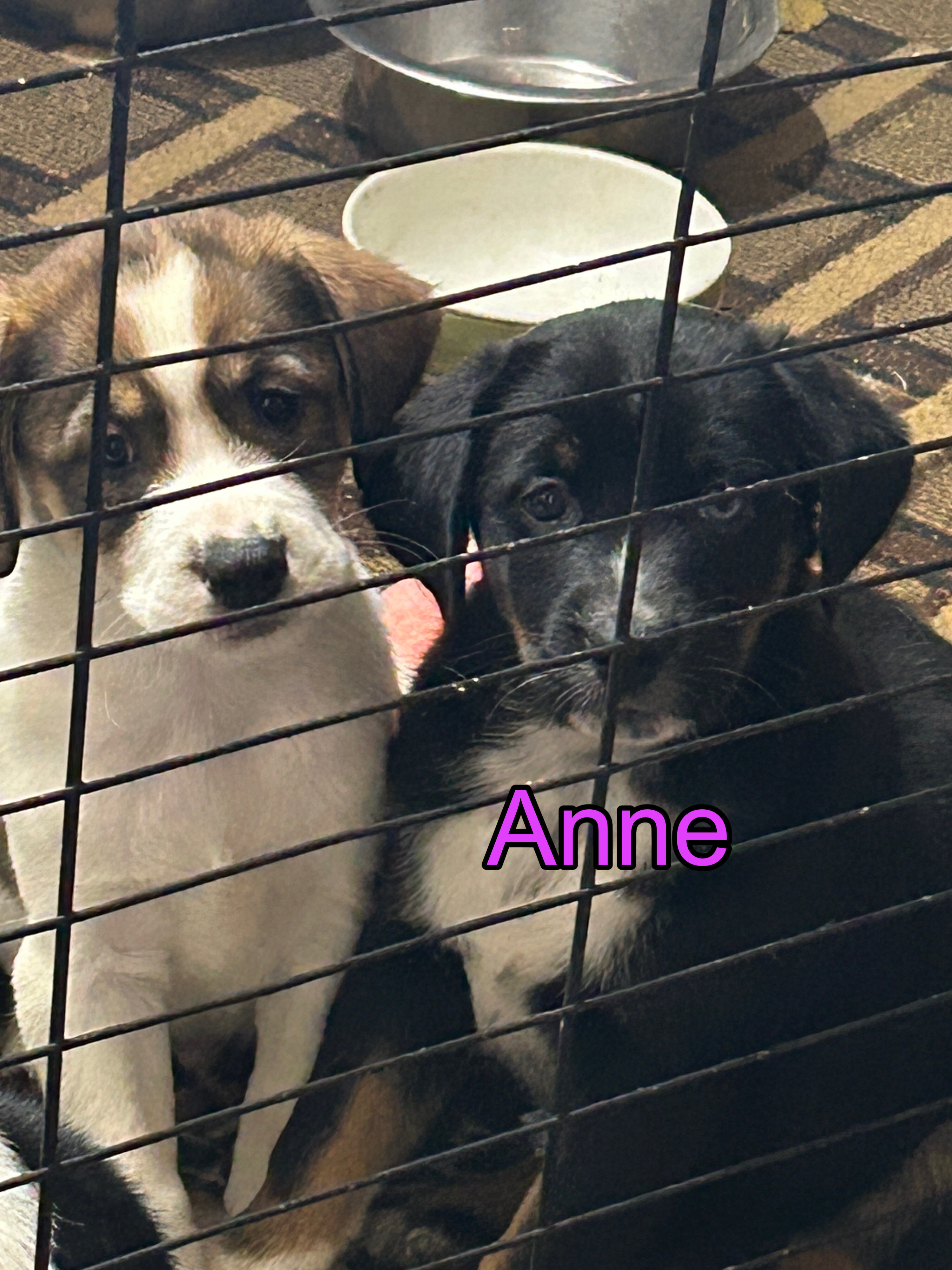 Puppies image 5