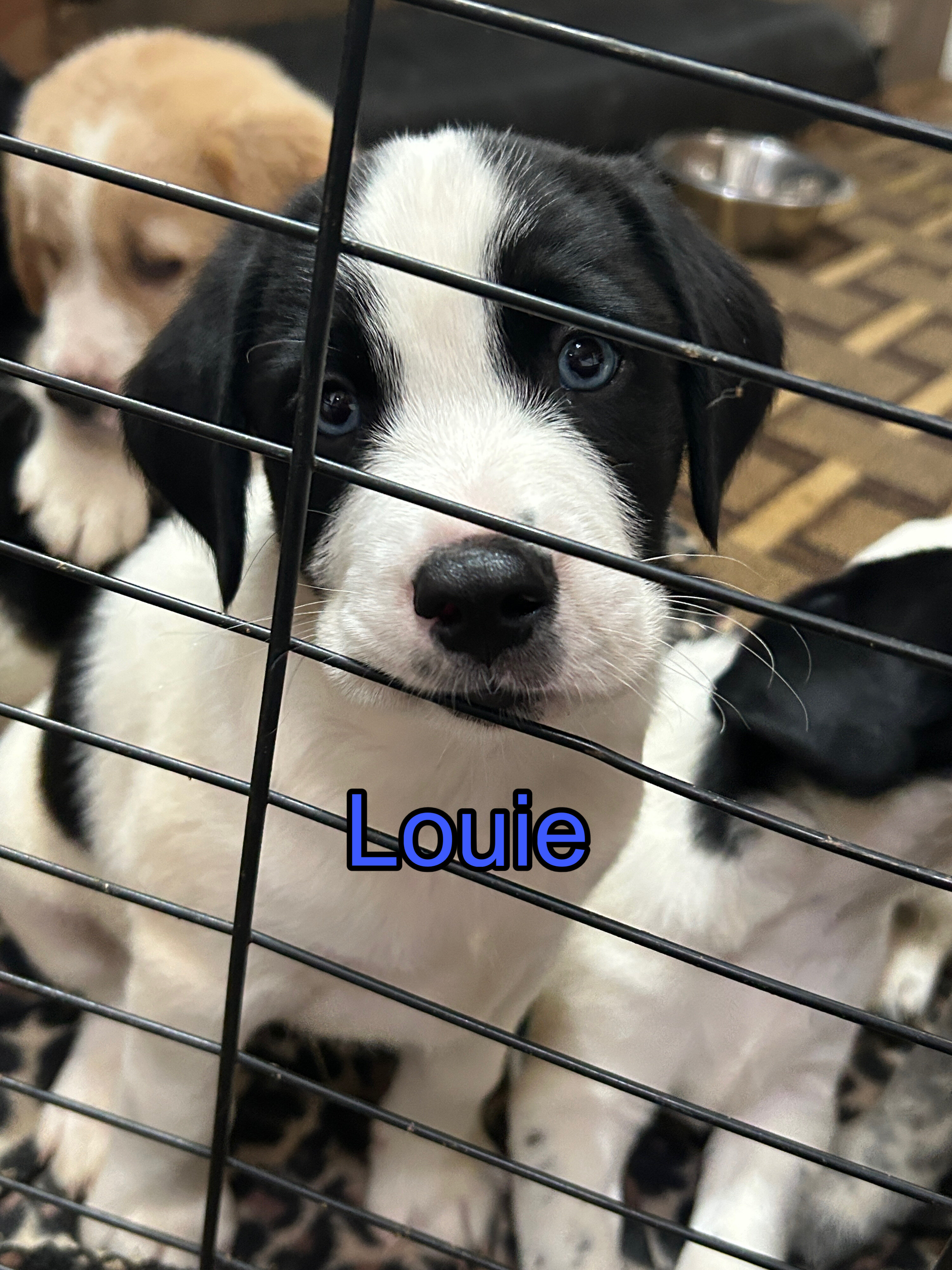 Puppies image 6