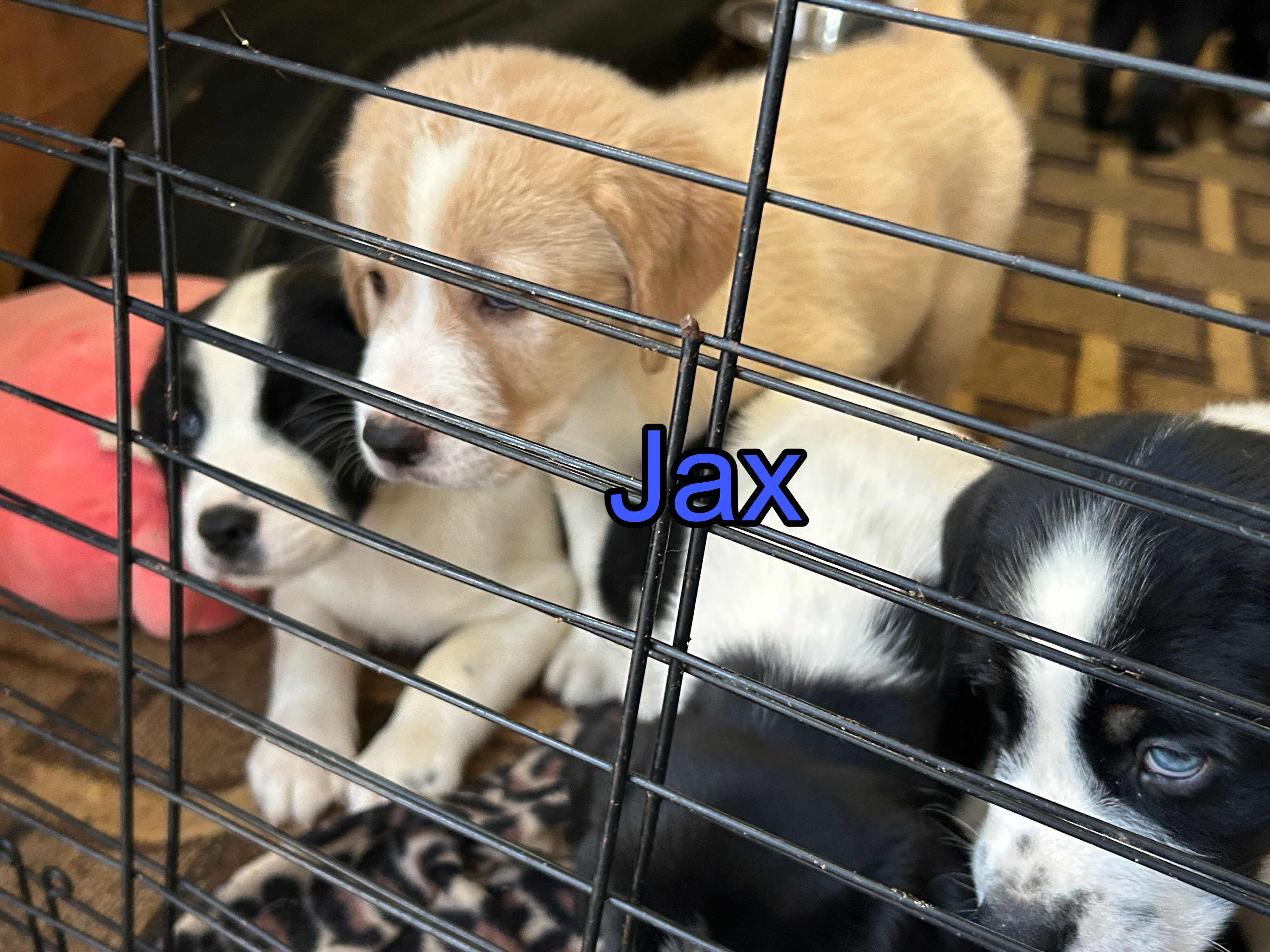Puppies image 4