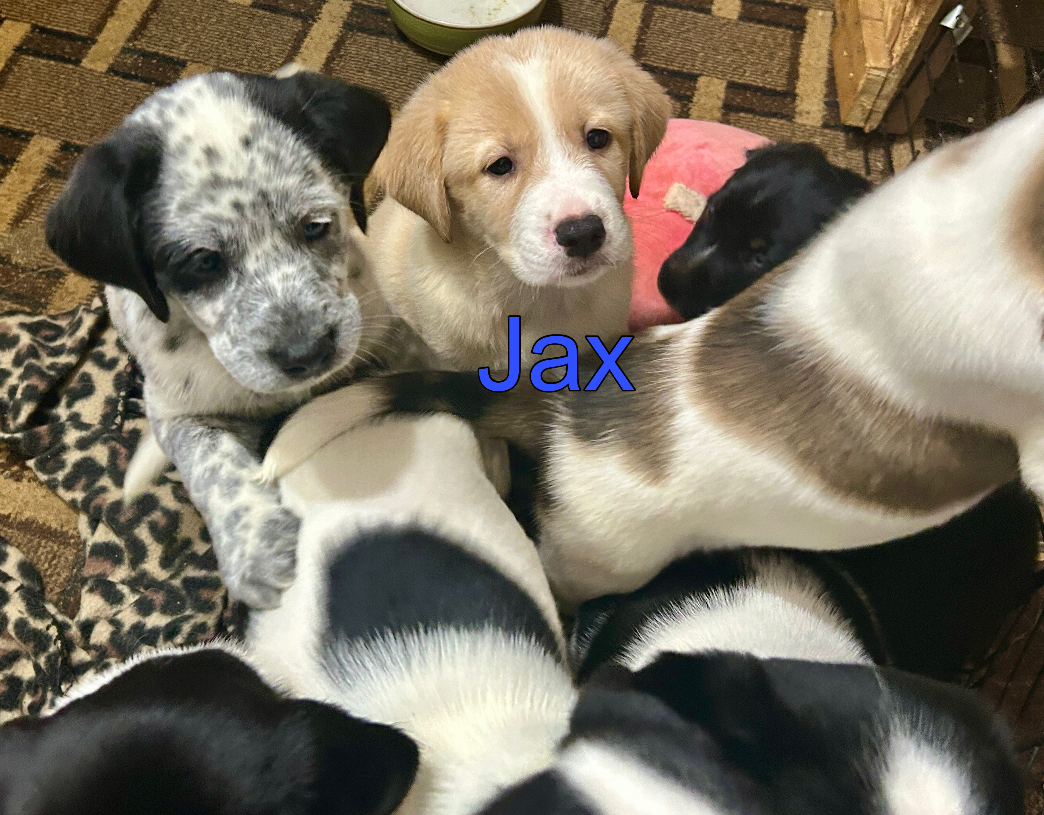 Puppies image 9