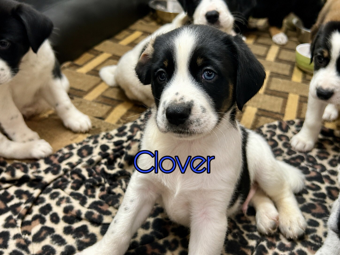 Puppies image 2