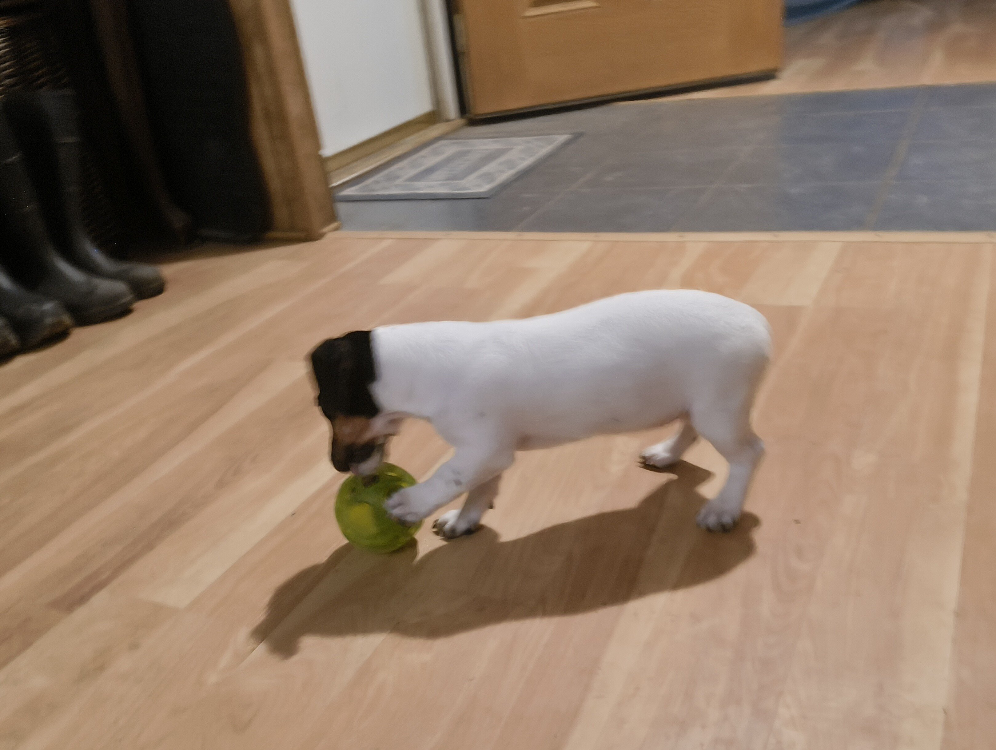 Jack Russell pups image 1