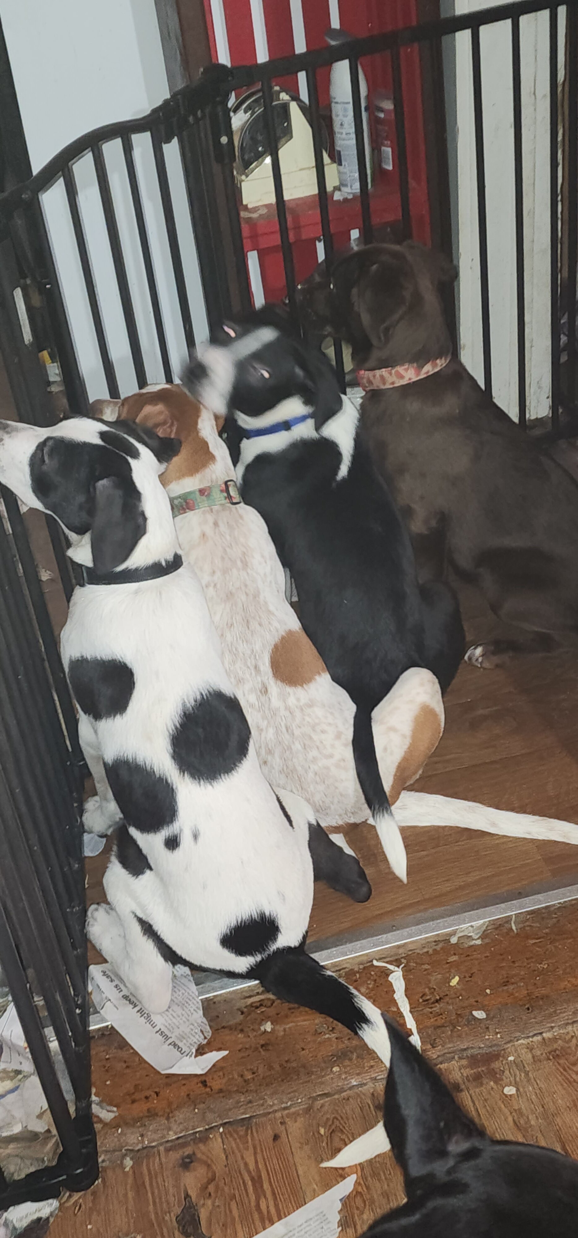 Puppies in need homes ASAP image 2