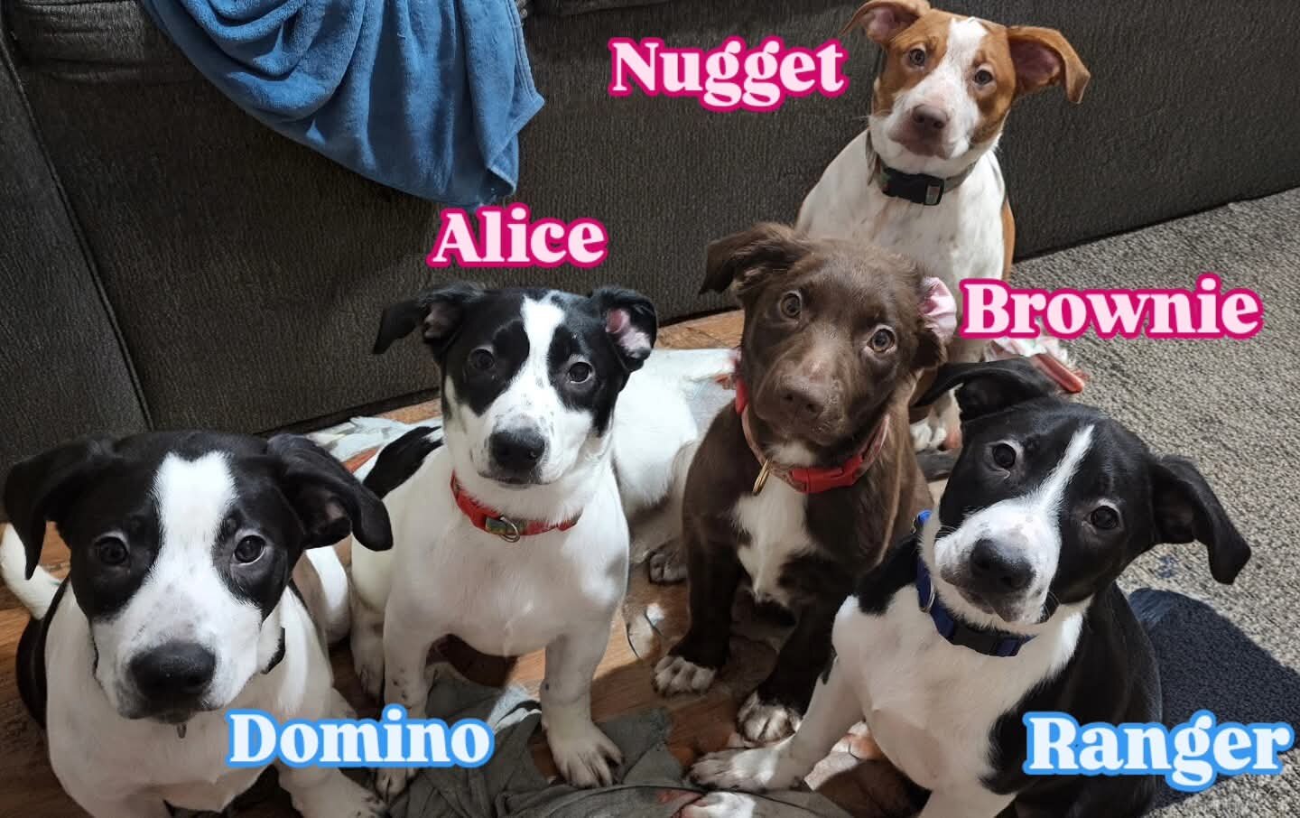 Puppies in need homes ASAP image 1