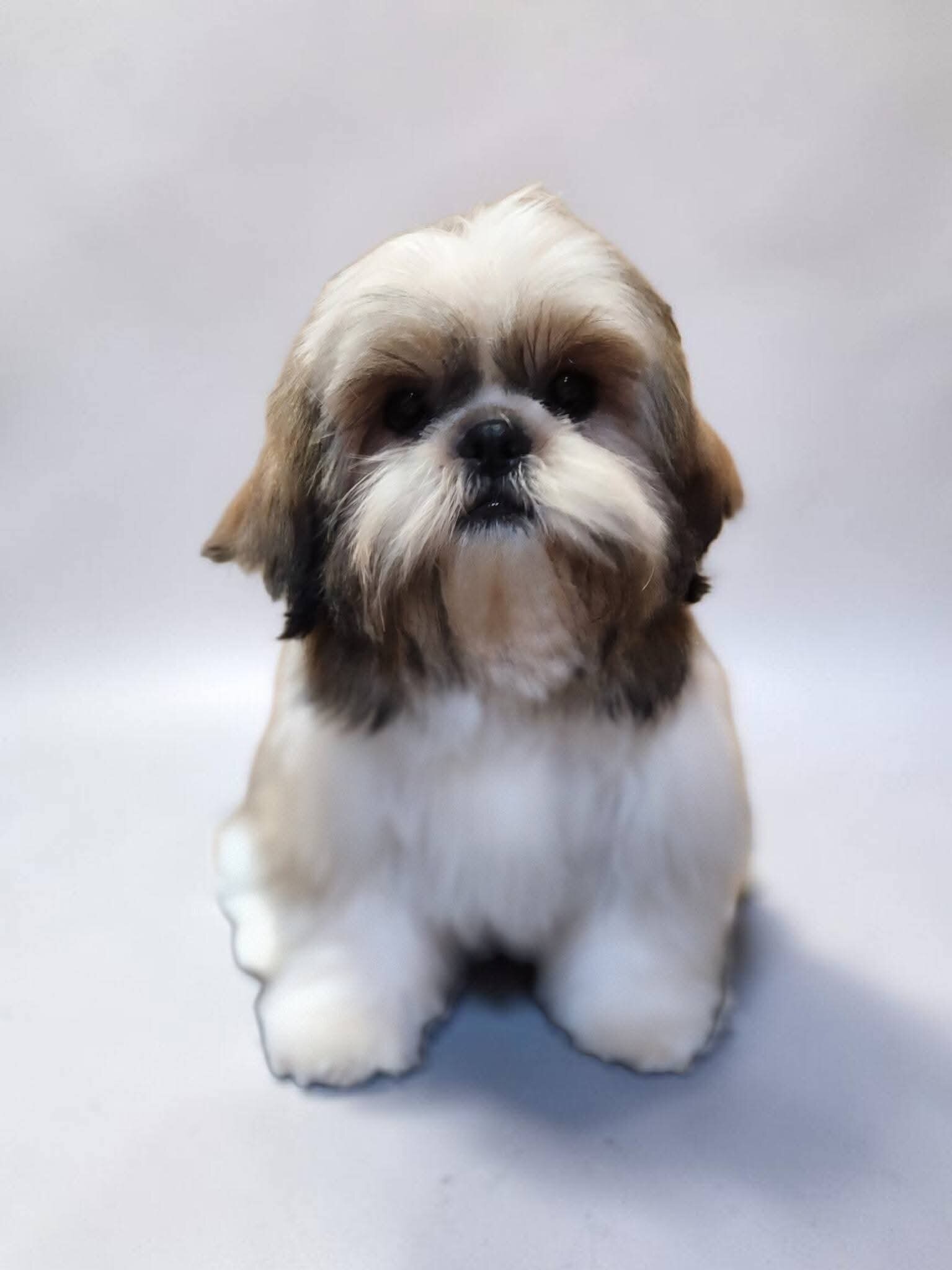 Shih Tzu Puppies image 4