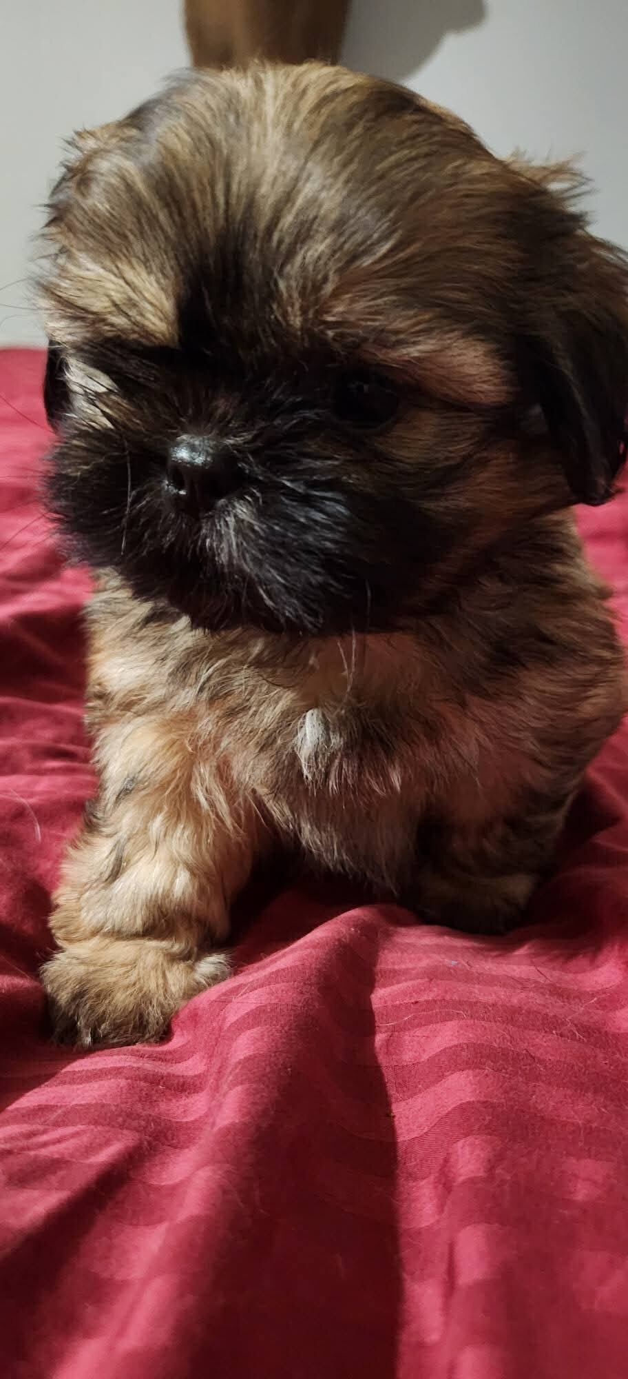 Shih Tzu Puppies image 1