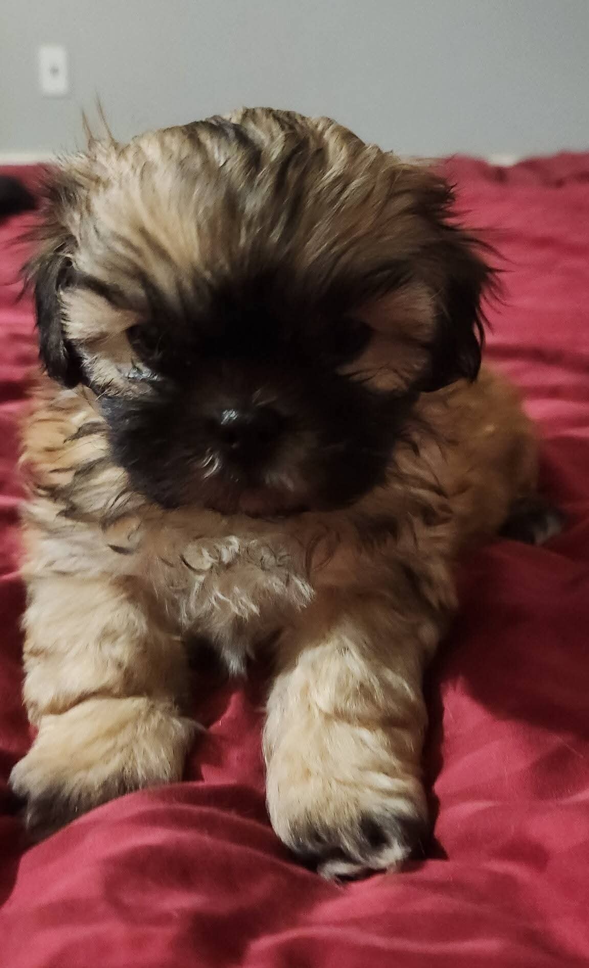 Shih Tzu Puppies image 5